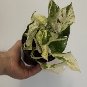 Pothos Marble Queen