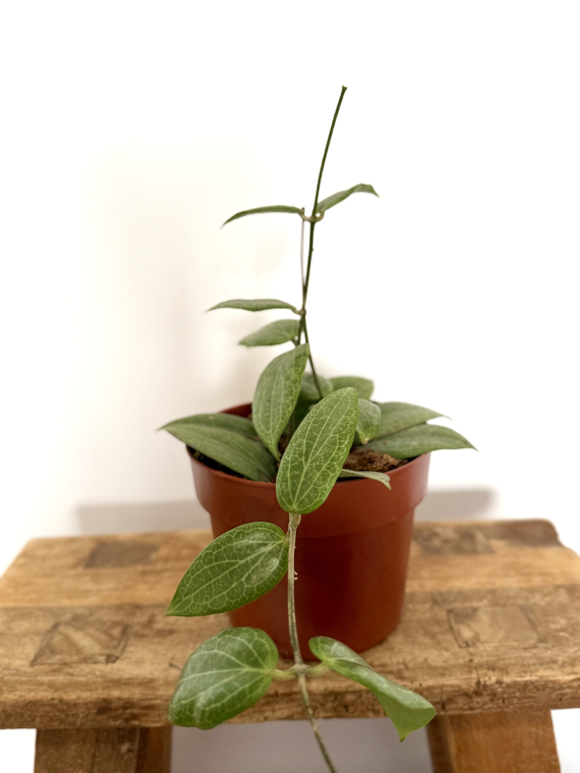 Hoya Fitchii