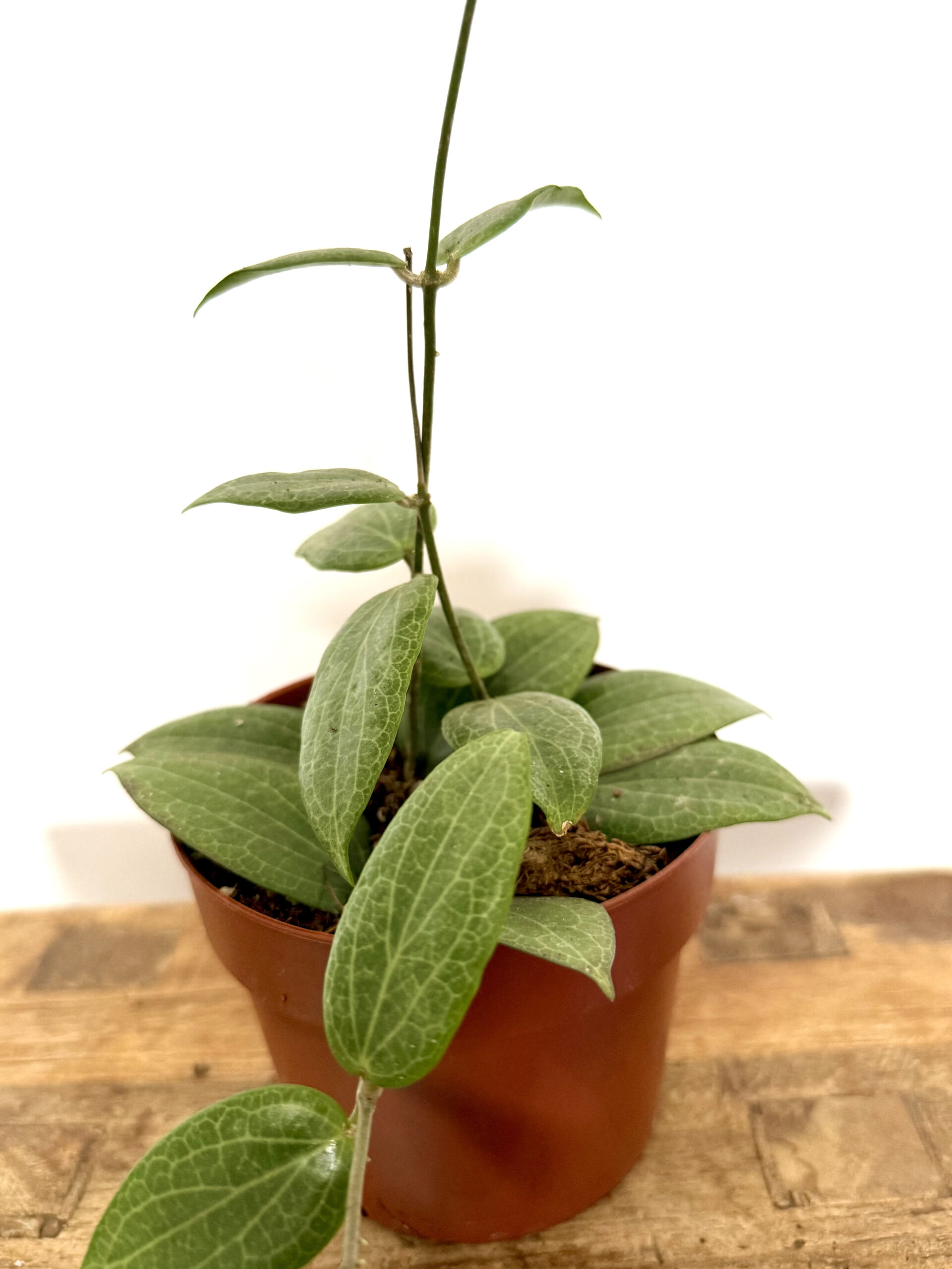 Hoya Fitchii - Imagen 2