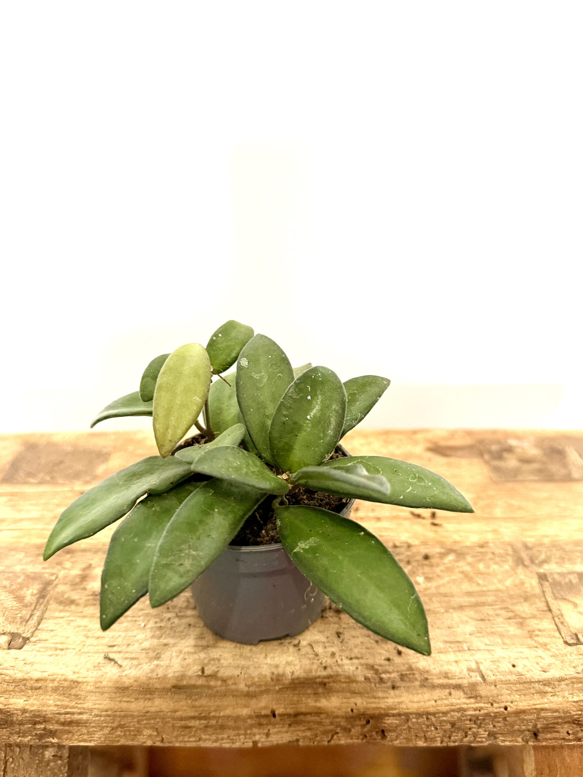Hoya Rosita - Imagen 2