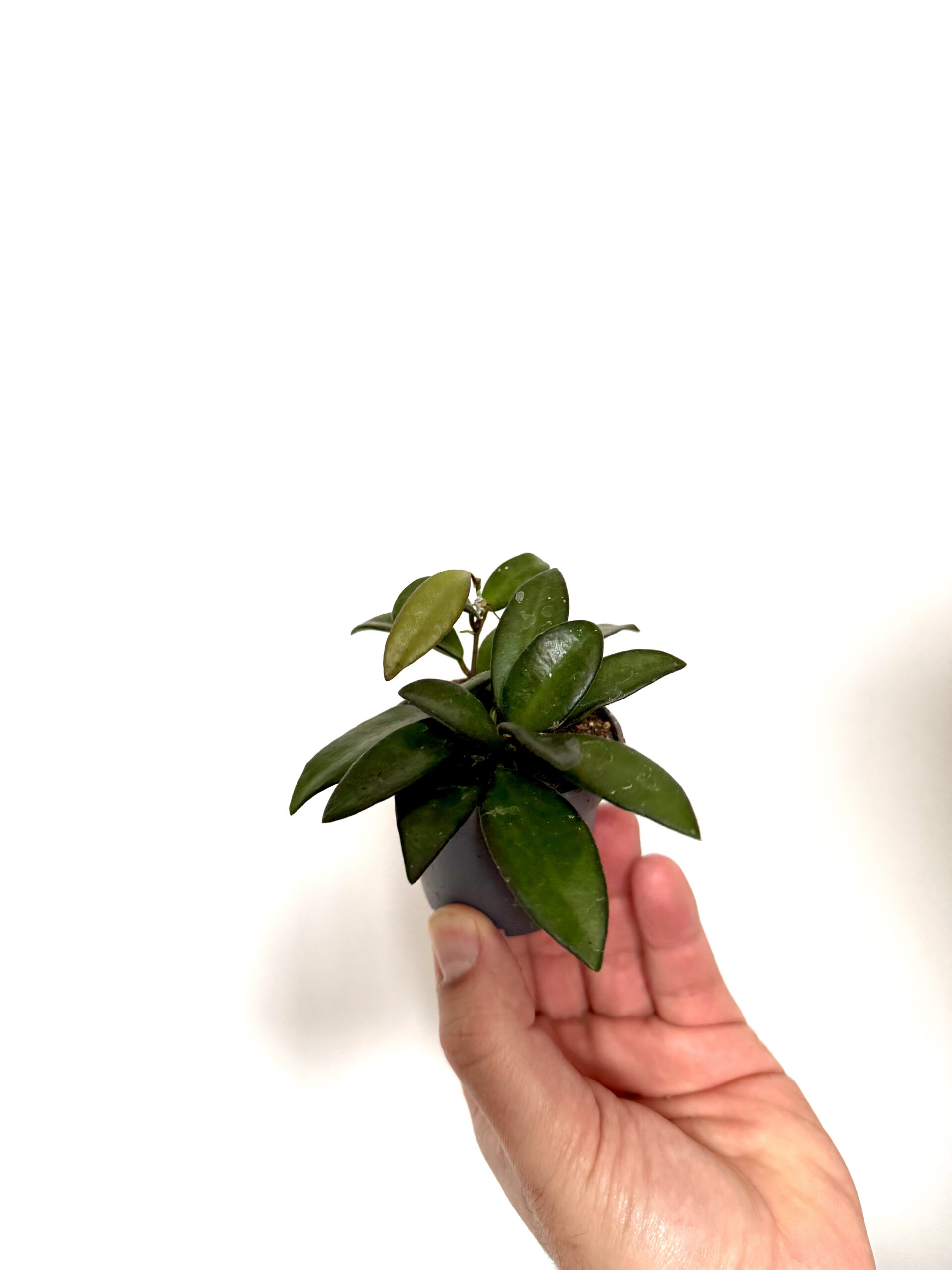 Hoya Rosita