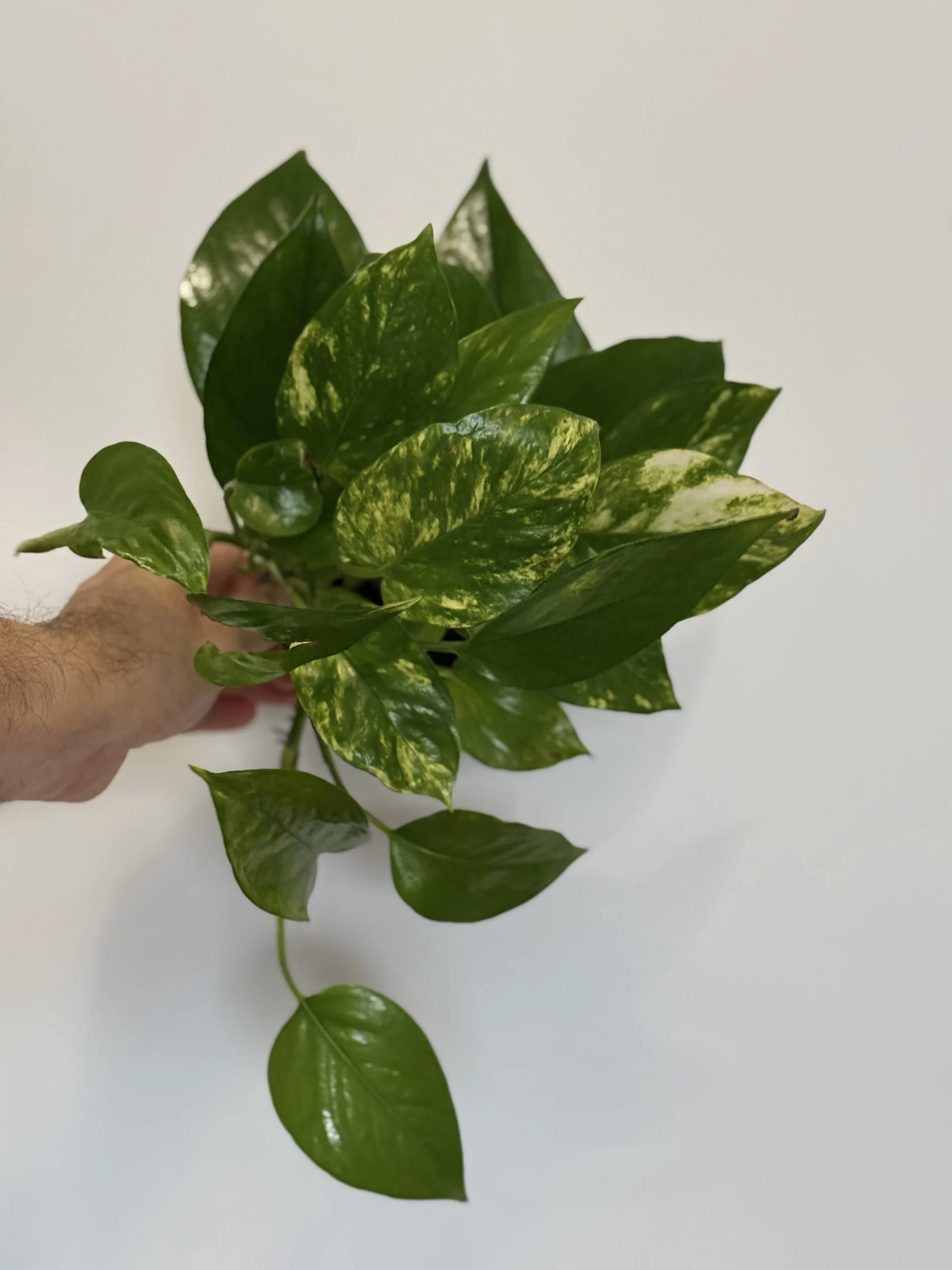 Marble queen