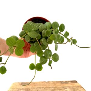 Peperomia Hope