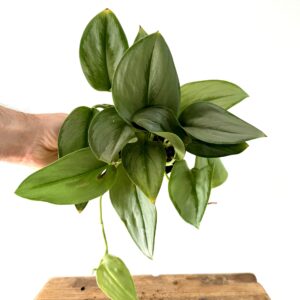 Scindapsus Treubii Moonlight