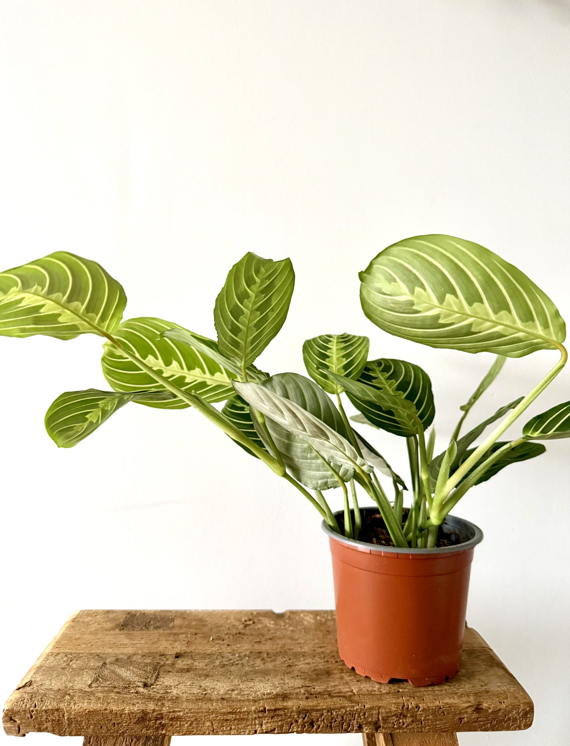 Maranta Lemon Lime - Imagen 2