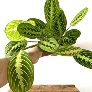 Maranta Lemon Lime