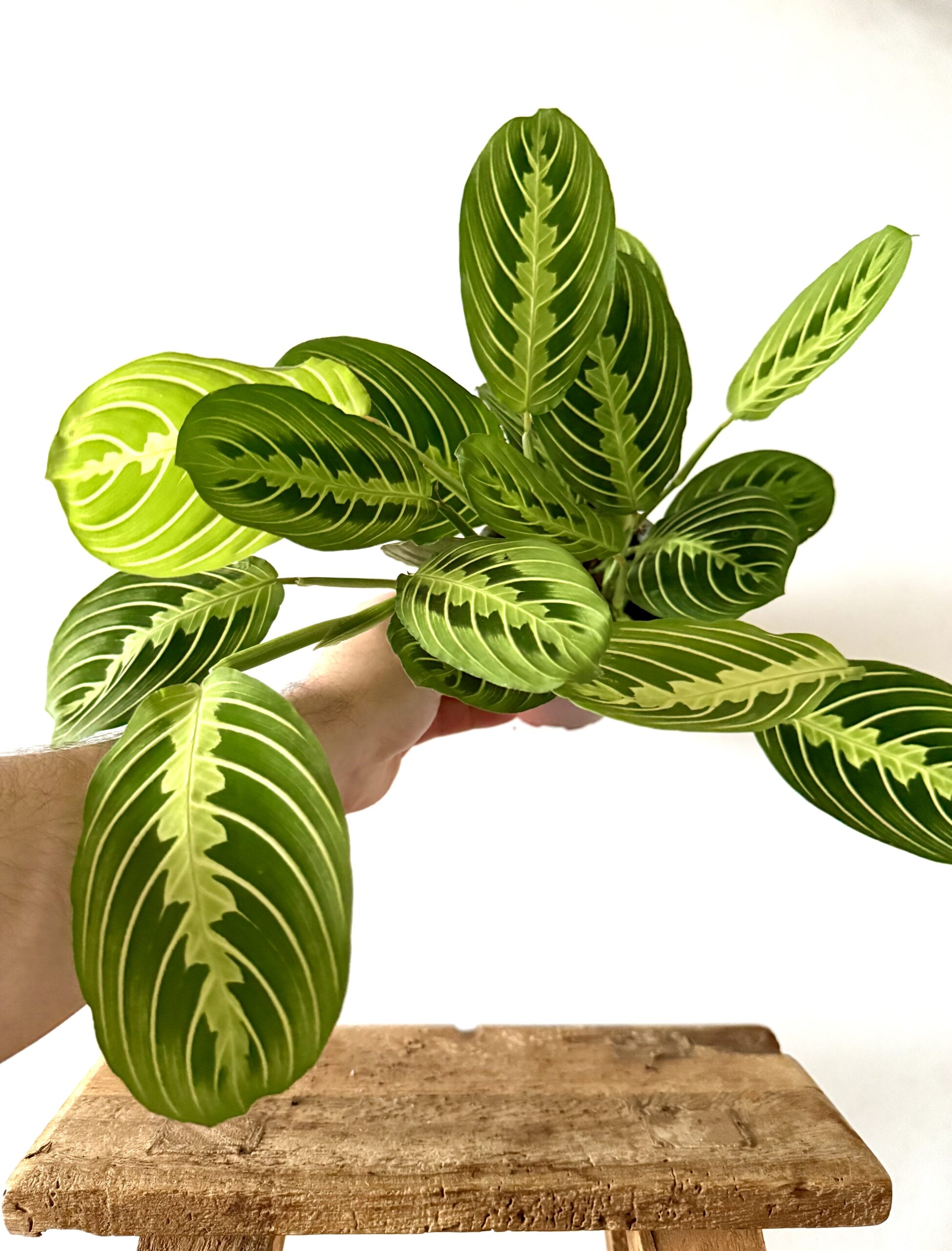 Maranta Lemon Lime
