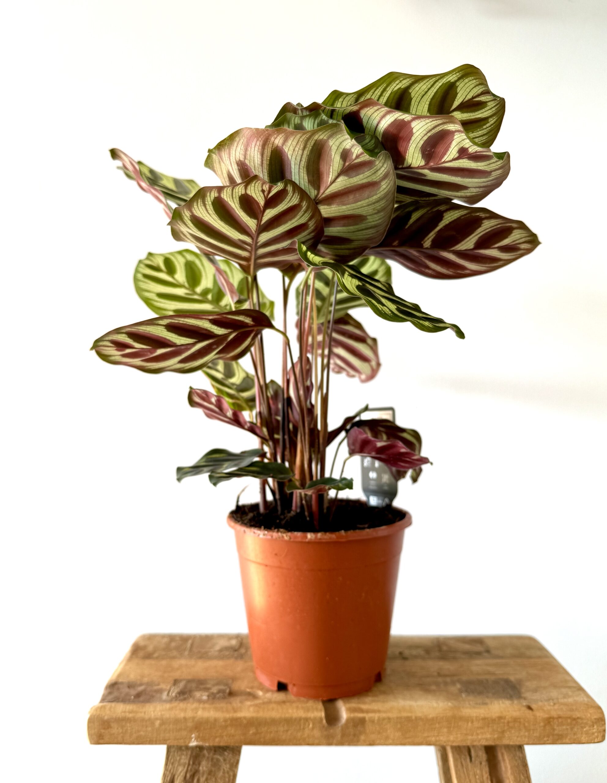 Calathea Makoyana - Imagen 2
