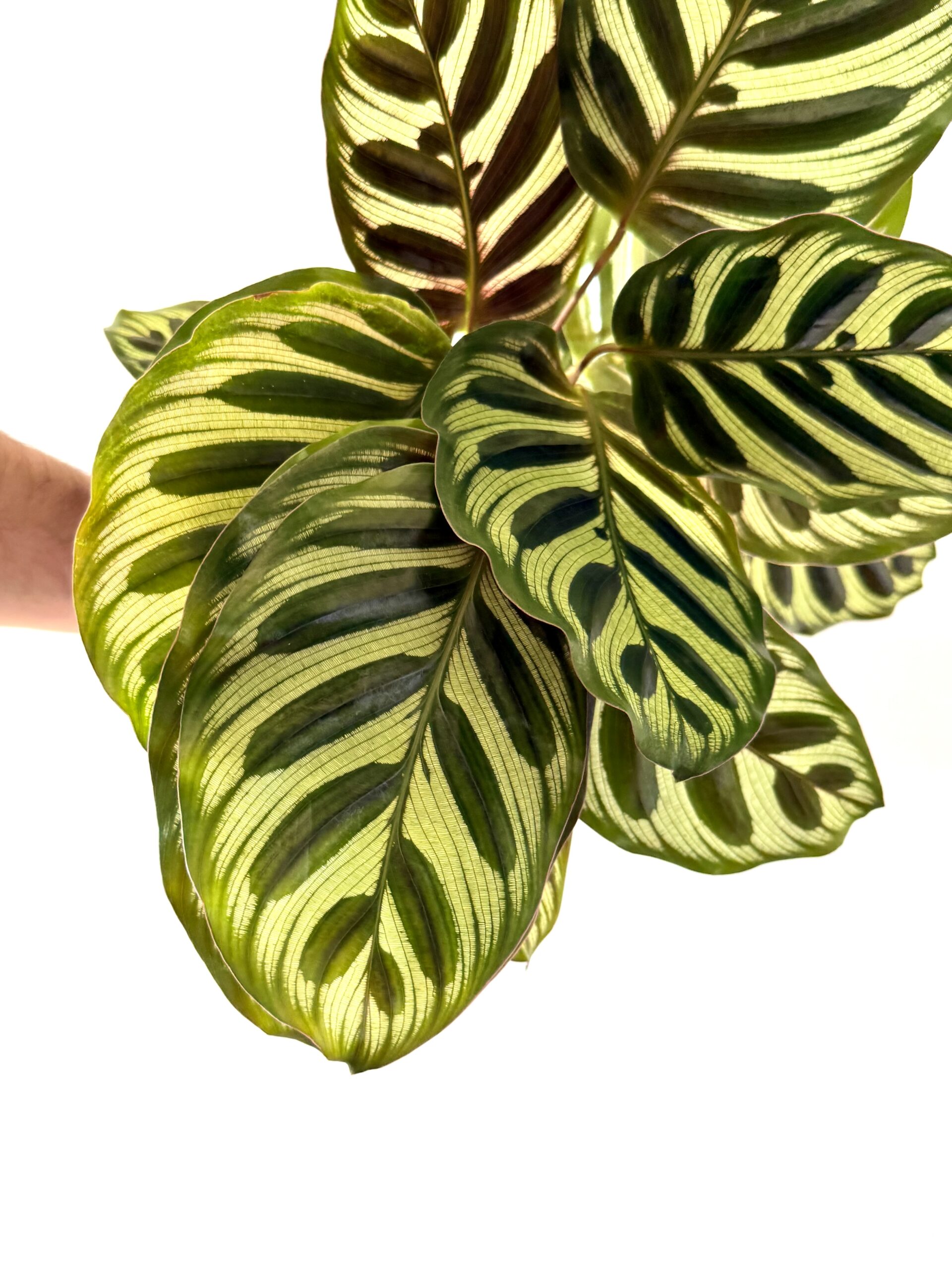 Calathea Makoyana