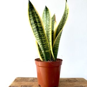 Sansevieria trifasciata Laurentii