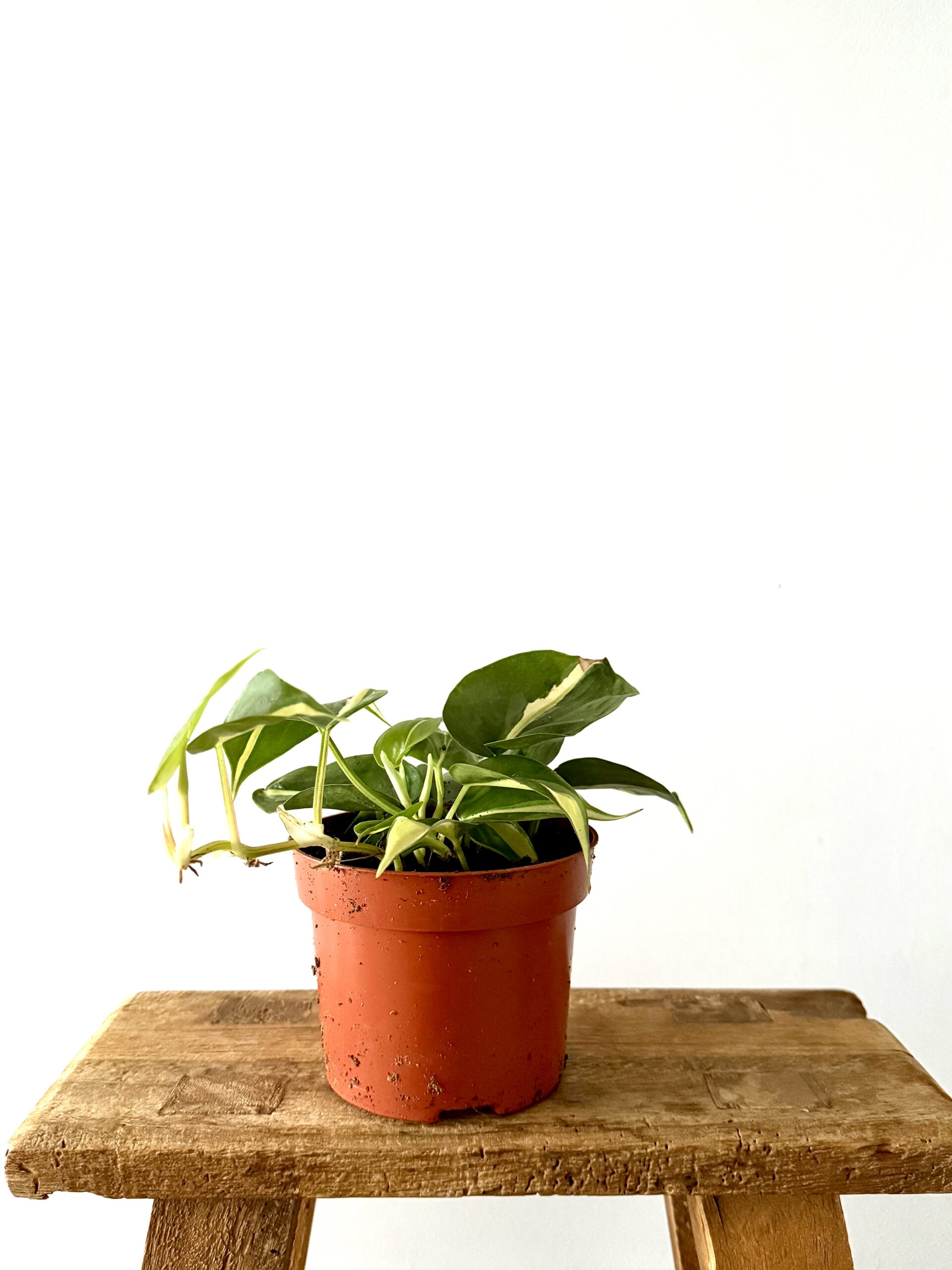 Philodendron Rio - Imagen 2