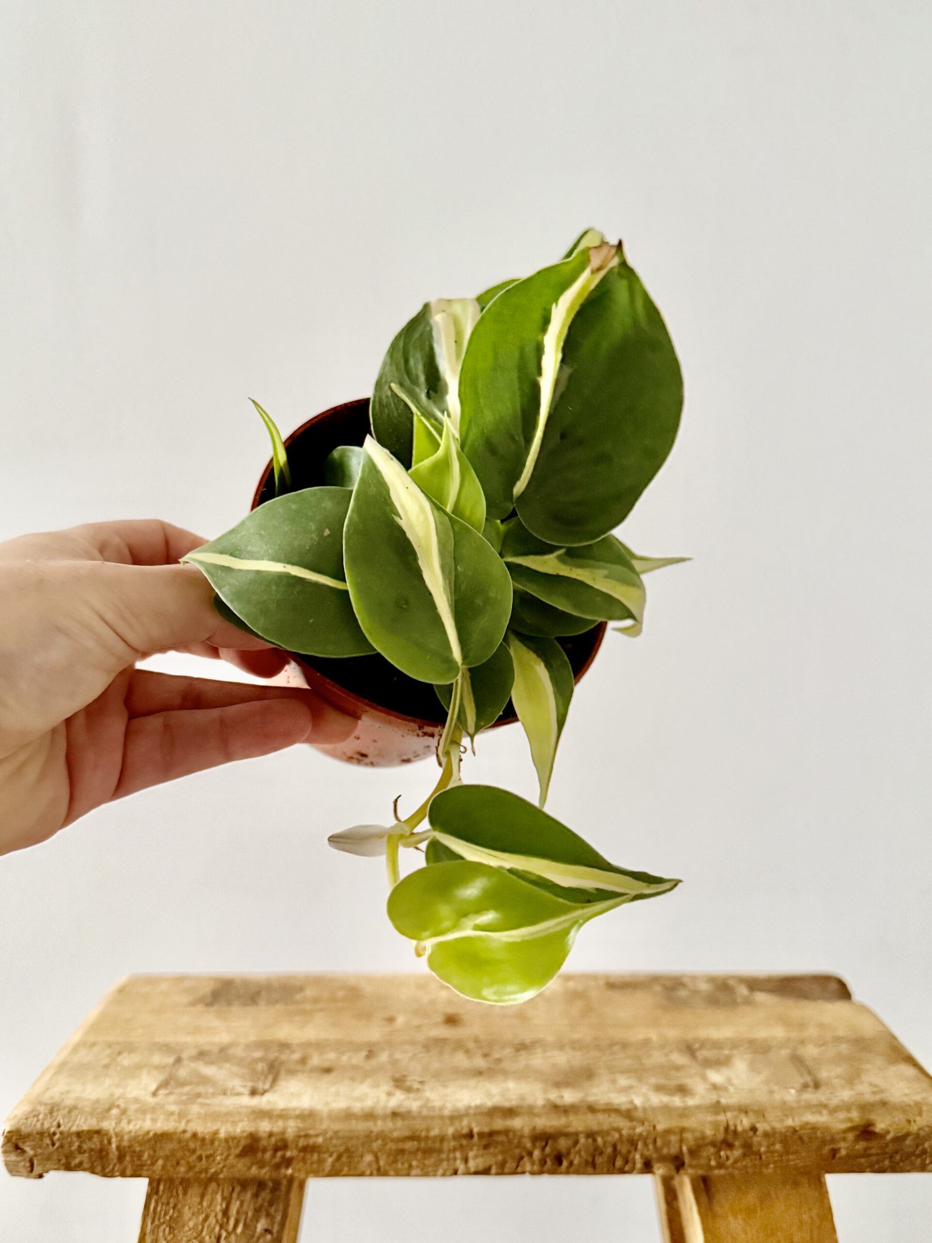 Philodendron Rio
