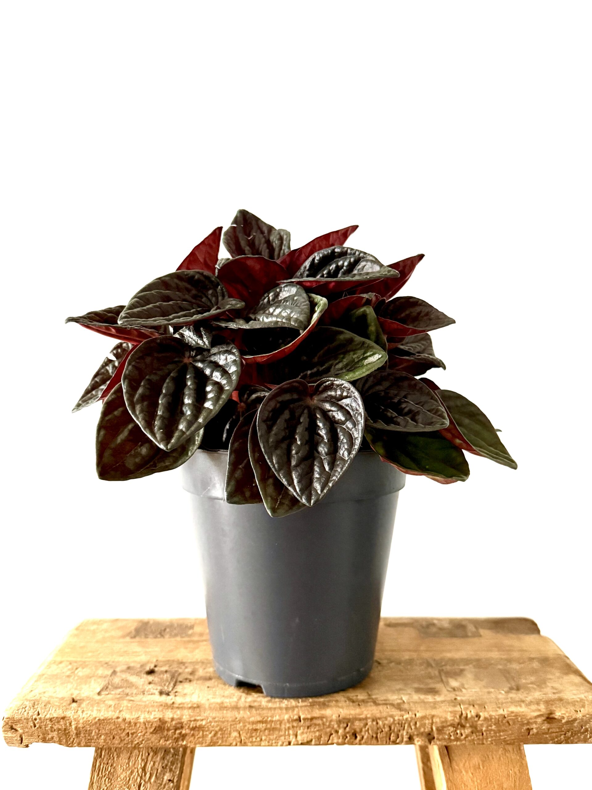 Peperomia Red Luna - Imagen 2