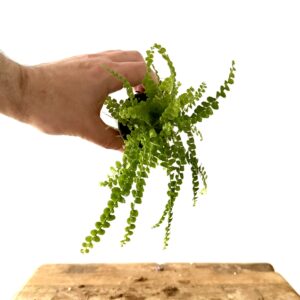 Nephrolepis Duffi