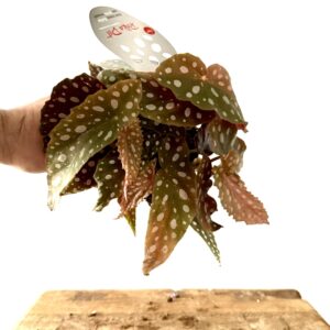 Begonia Maculata