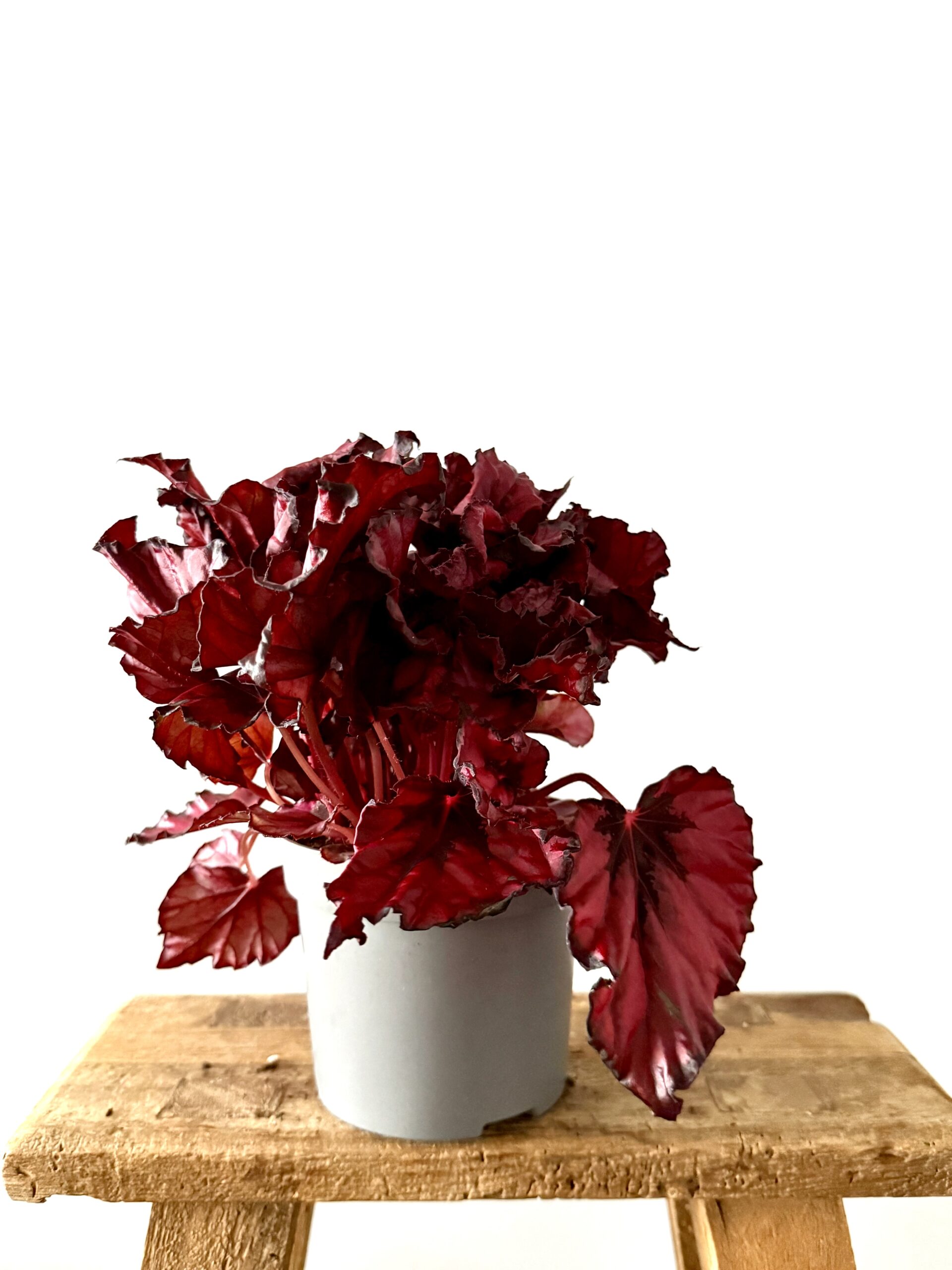 Begonia Kohala Red - Imagen 2