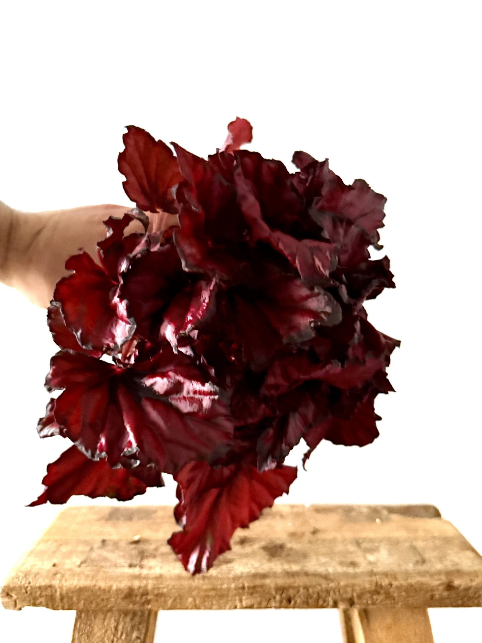 Begonia Kohala Red