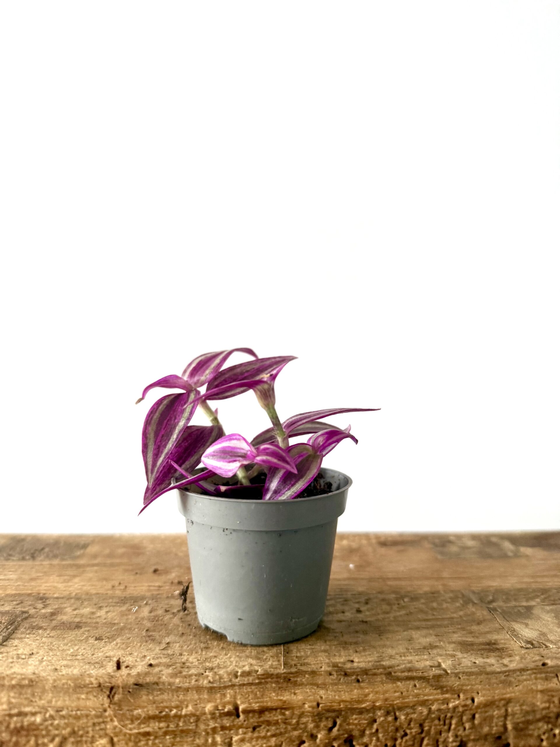 Tradescantia pink paradise - Imagen 2