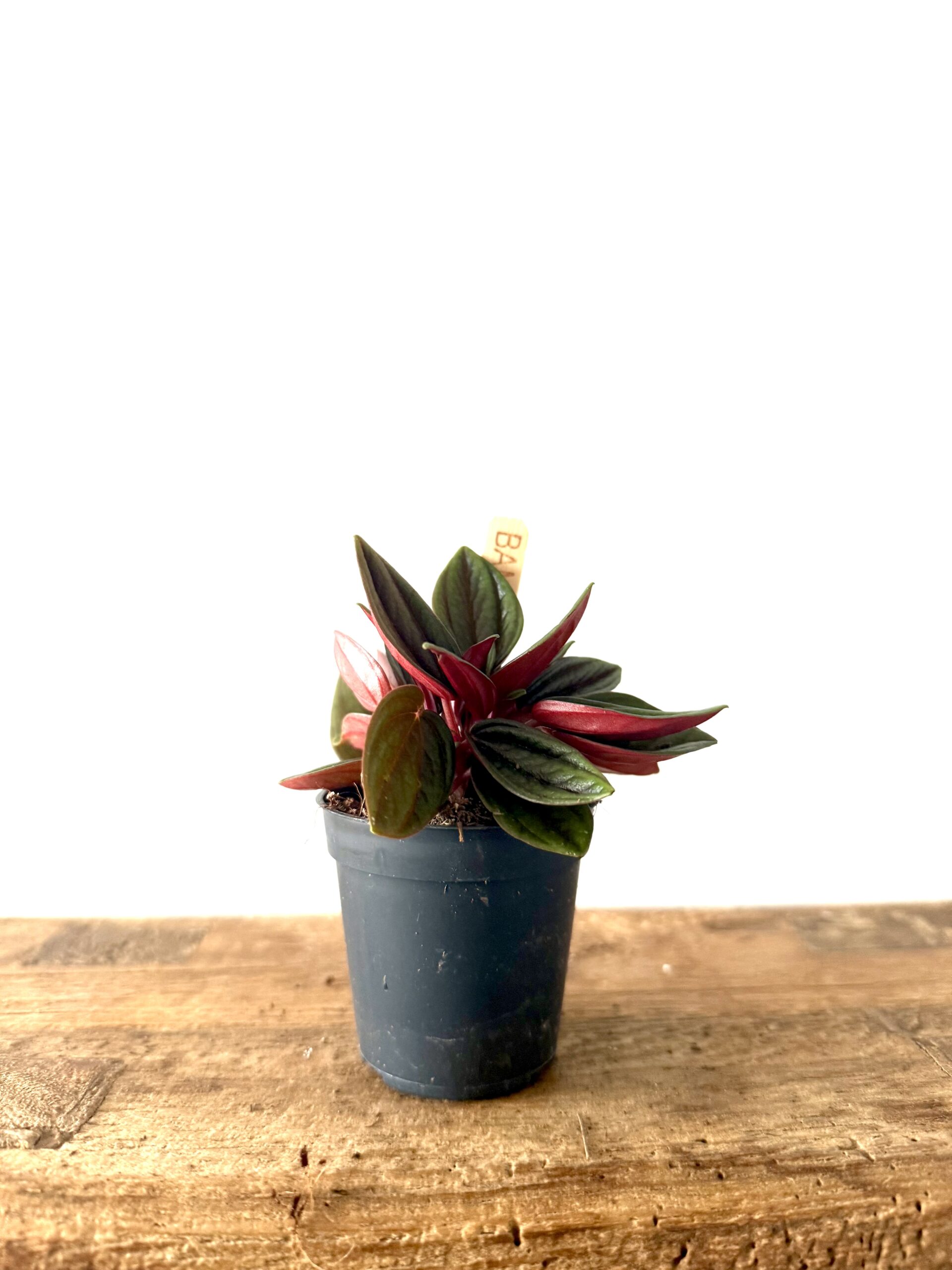Peperomia Eden Rosso - Imagen 2