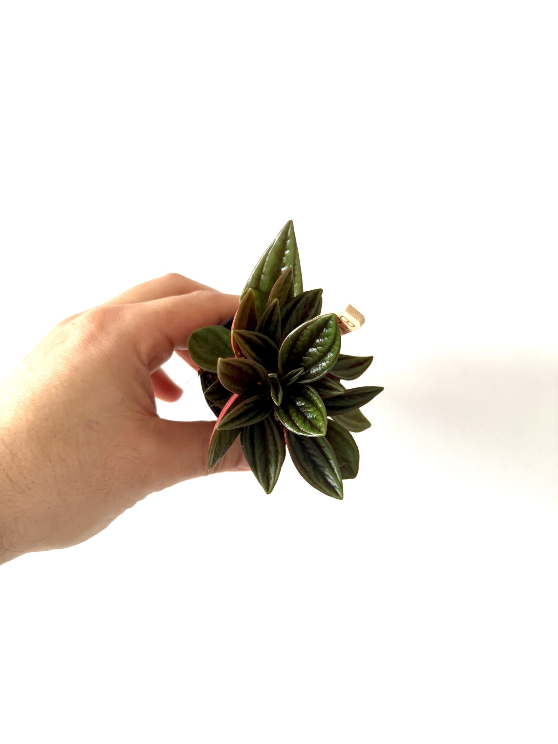 Peperomia Eden Rosso