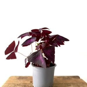 Oxalis Mijke