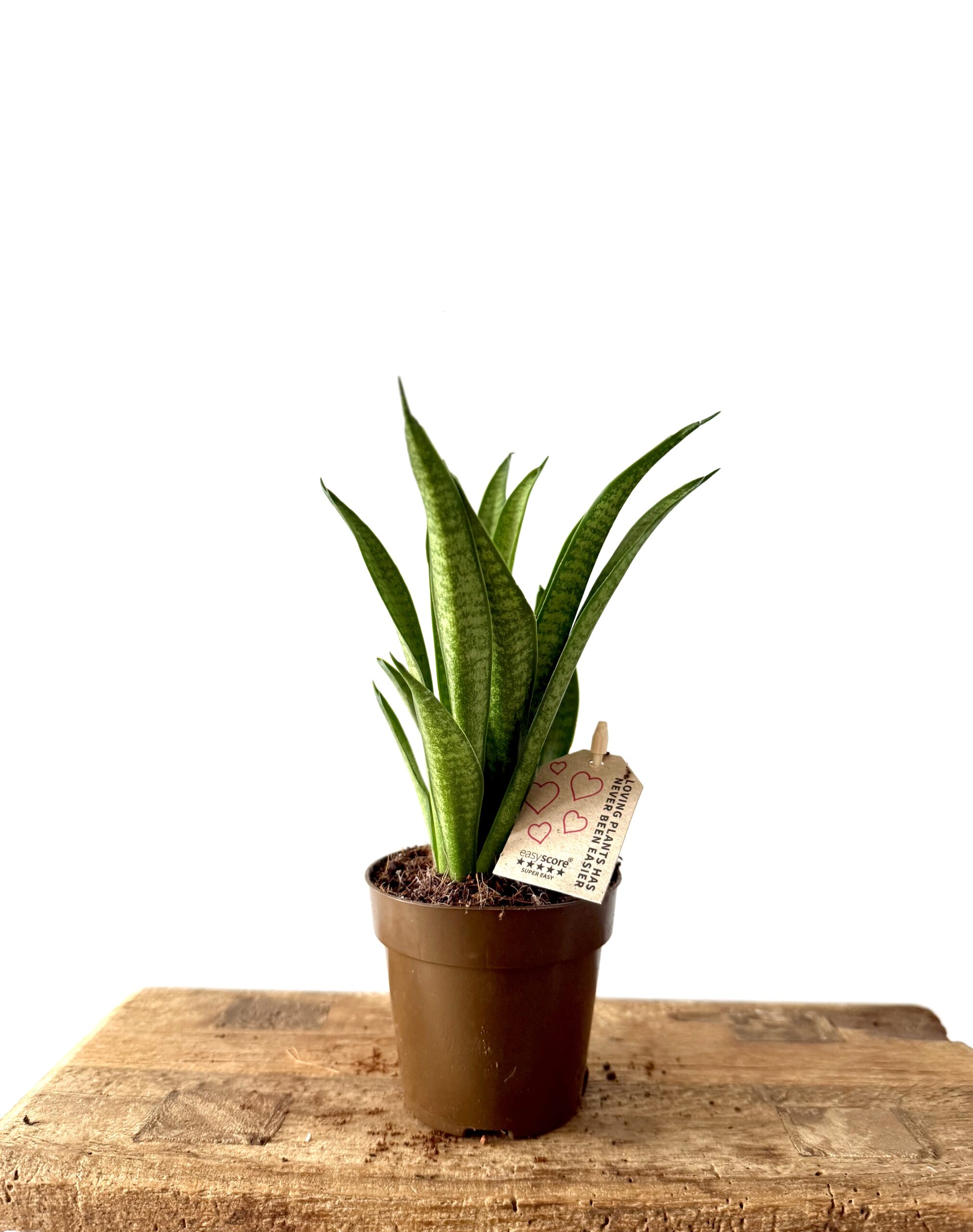 Sansevieria Feldborg Panthea