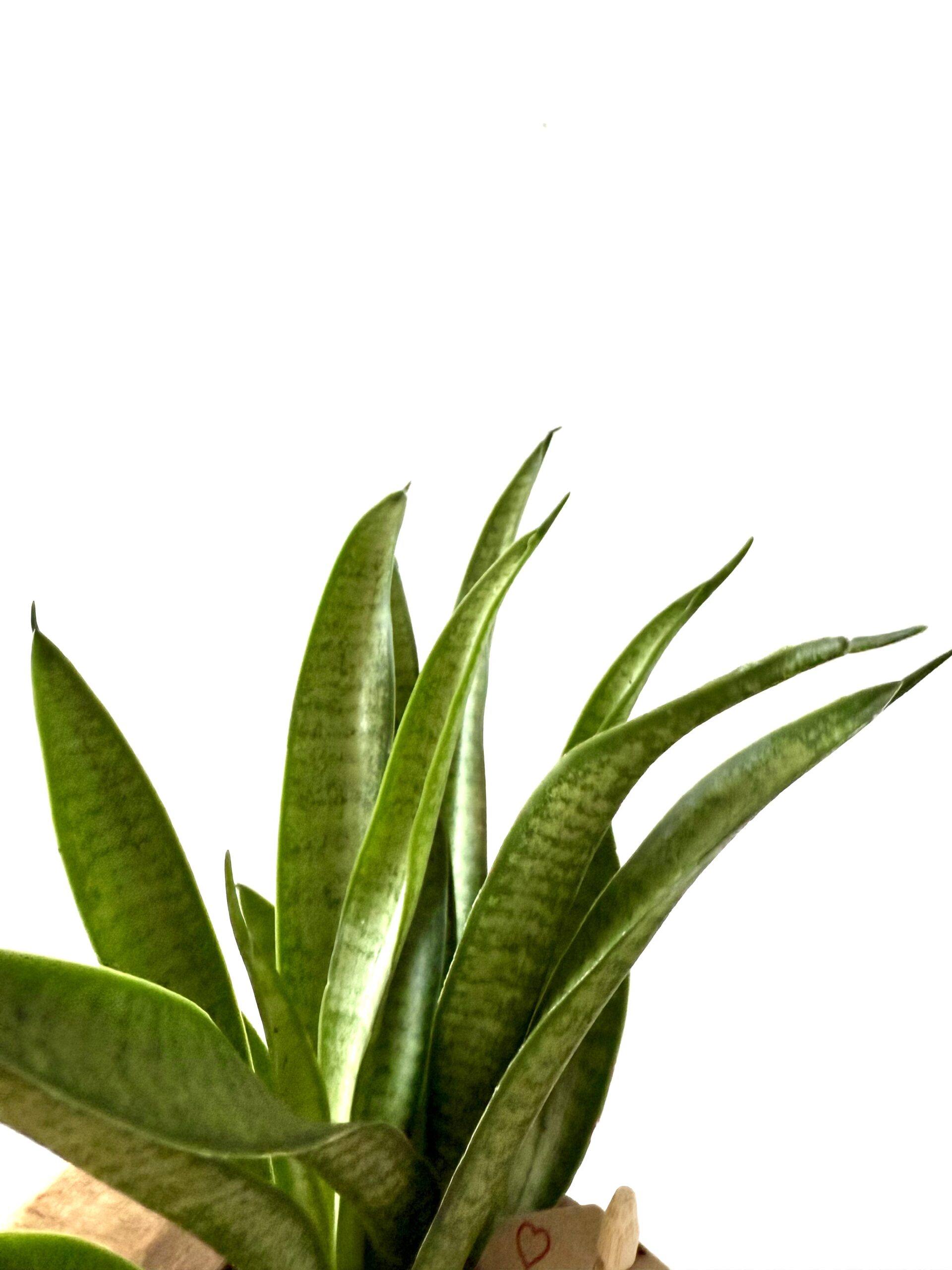 Sansevieria Feldborg Panthea - Imagen 2