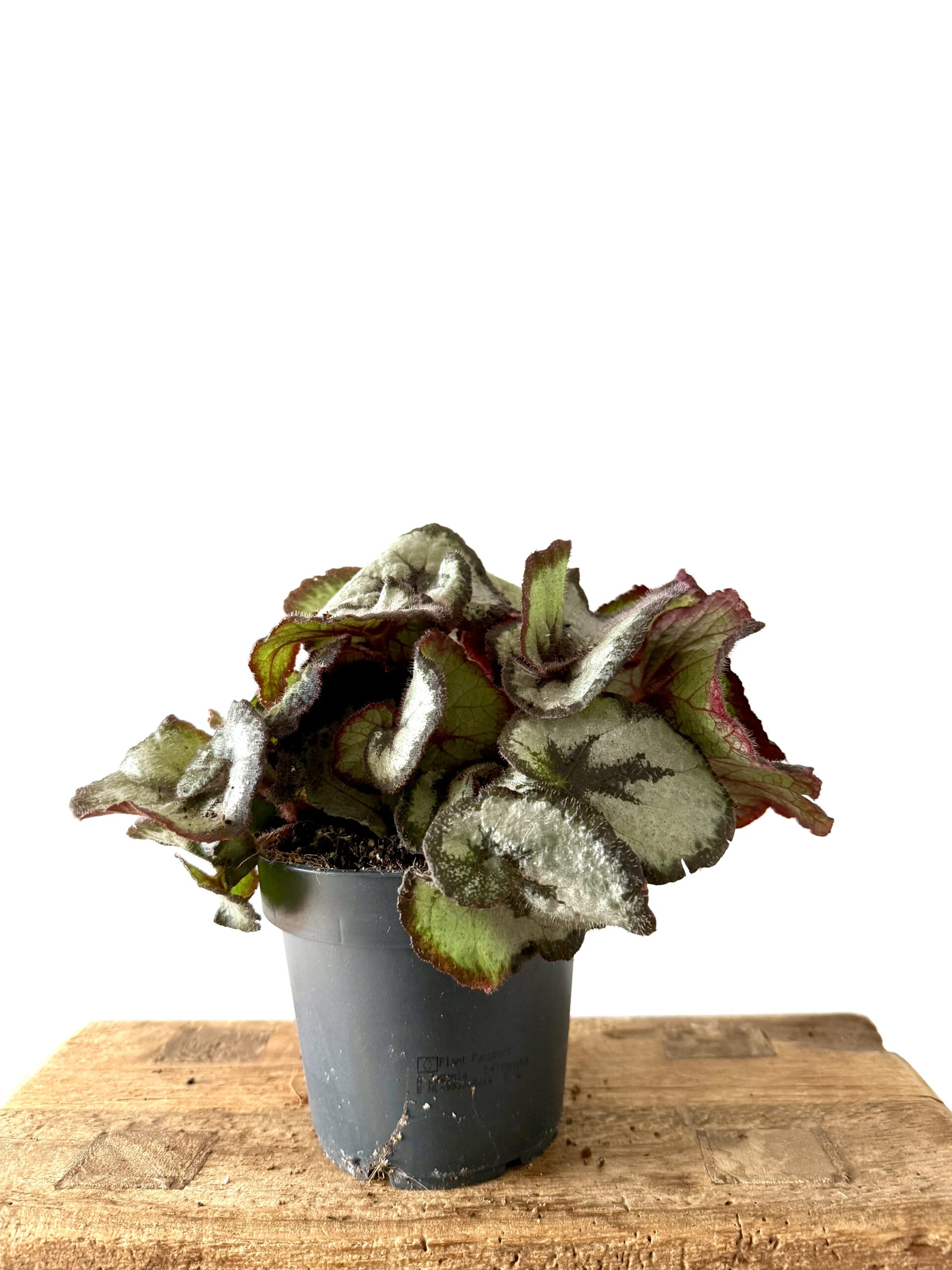 Begonia Princess Hanover - Imagen 2