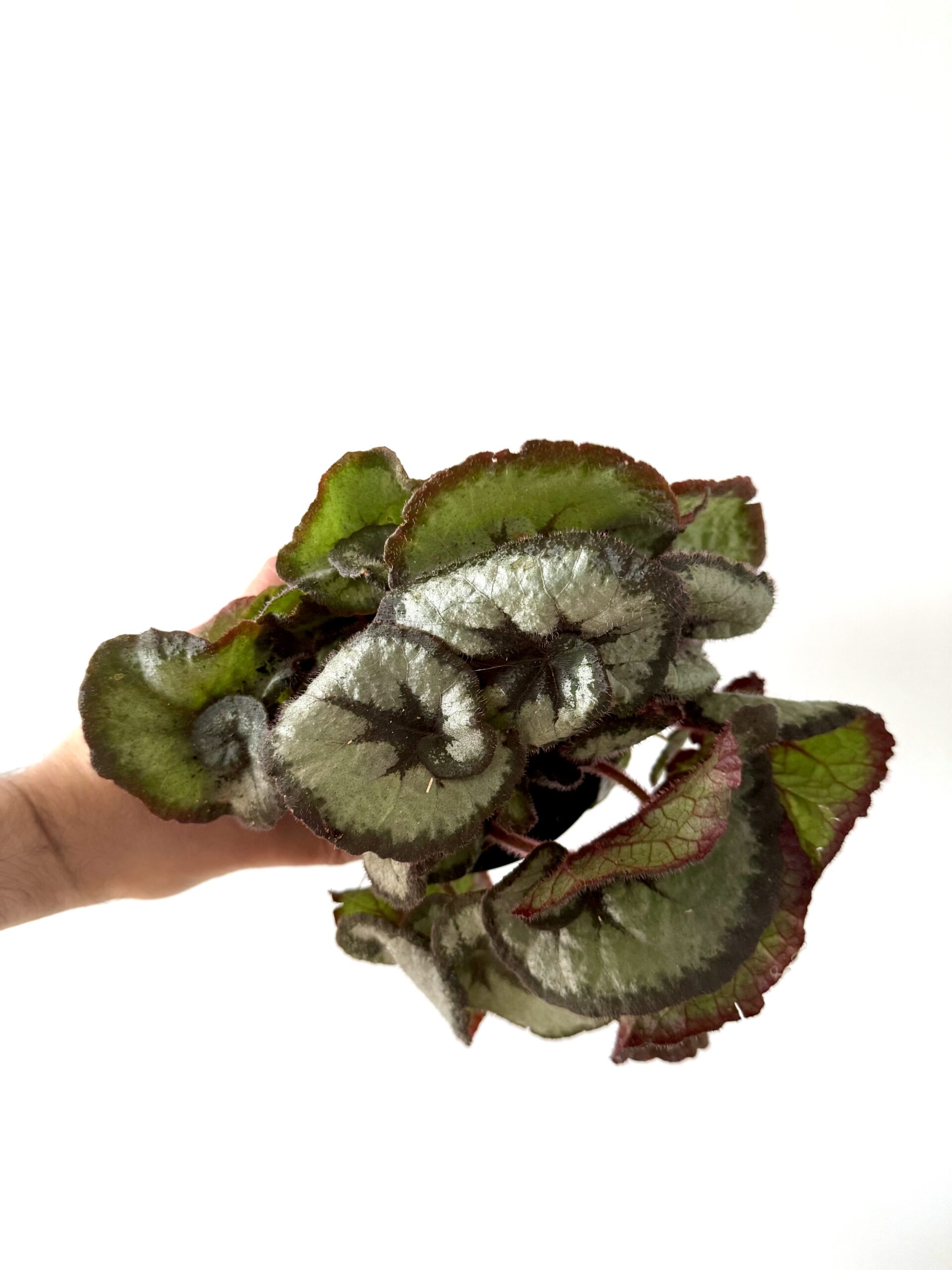 Begonia Princess Hanover