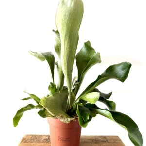 Platycerium bifurcatum