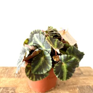 Begonia Cleopatra