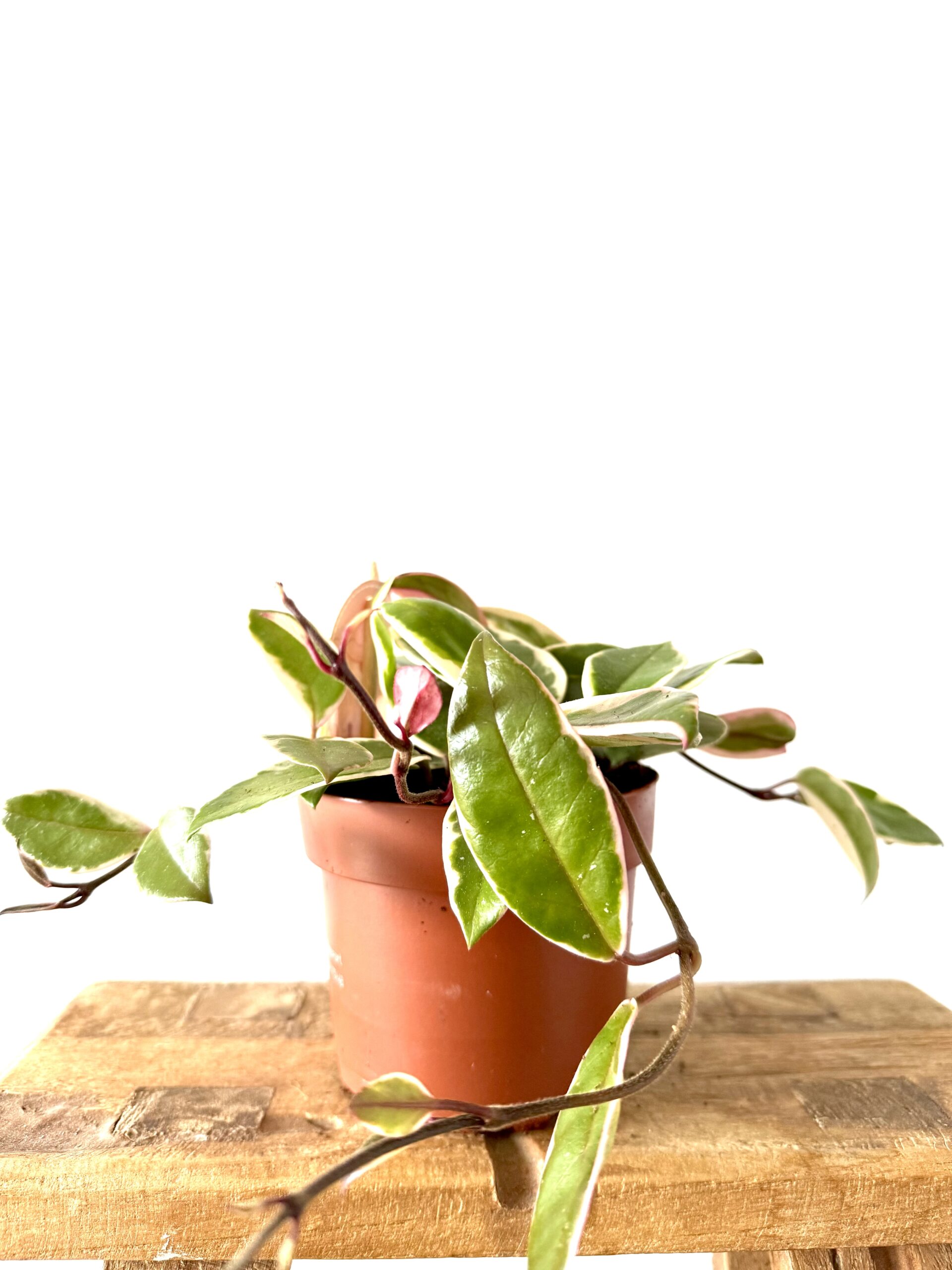 Hoya Carnosa Flamingo - Imagen 2