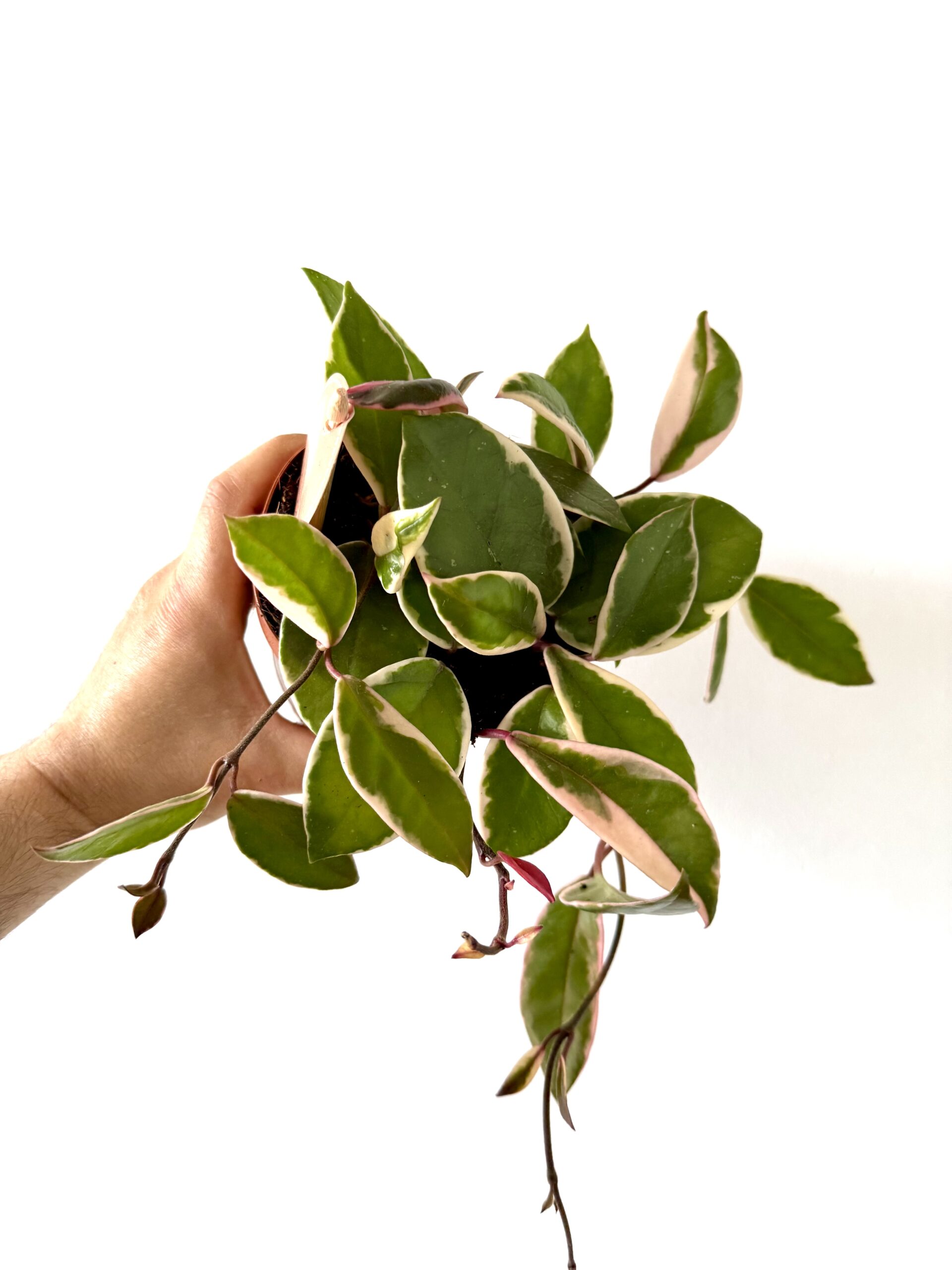 Hoya Carnosa Flamingo