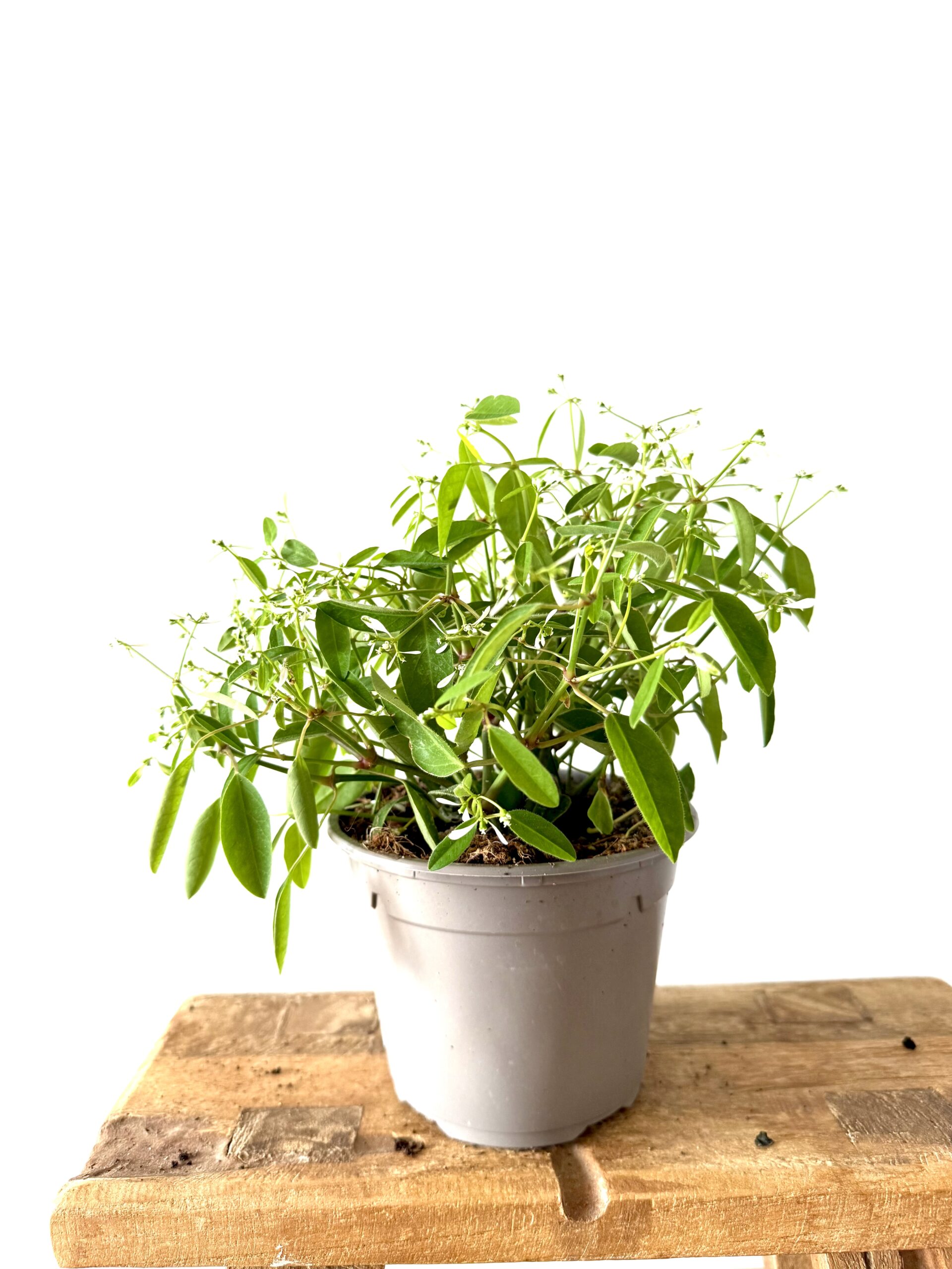 Euphorbia Hypericifolia