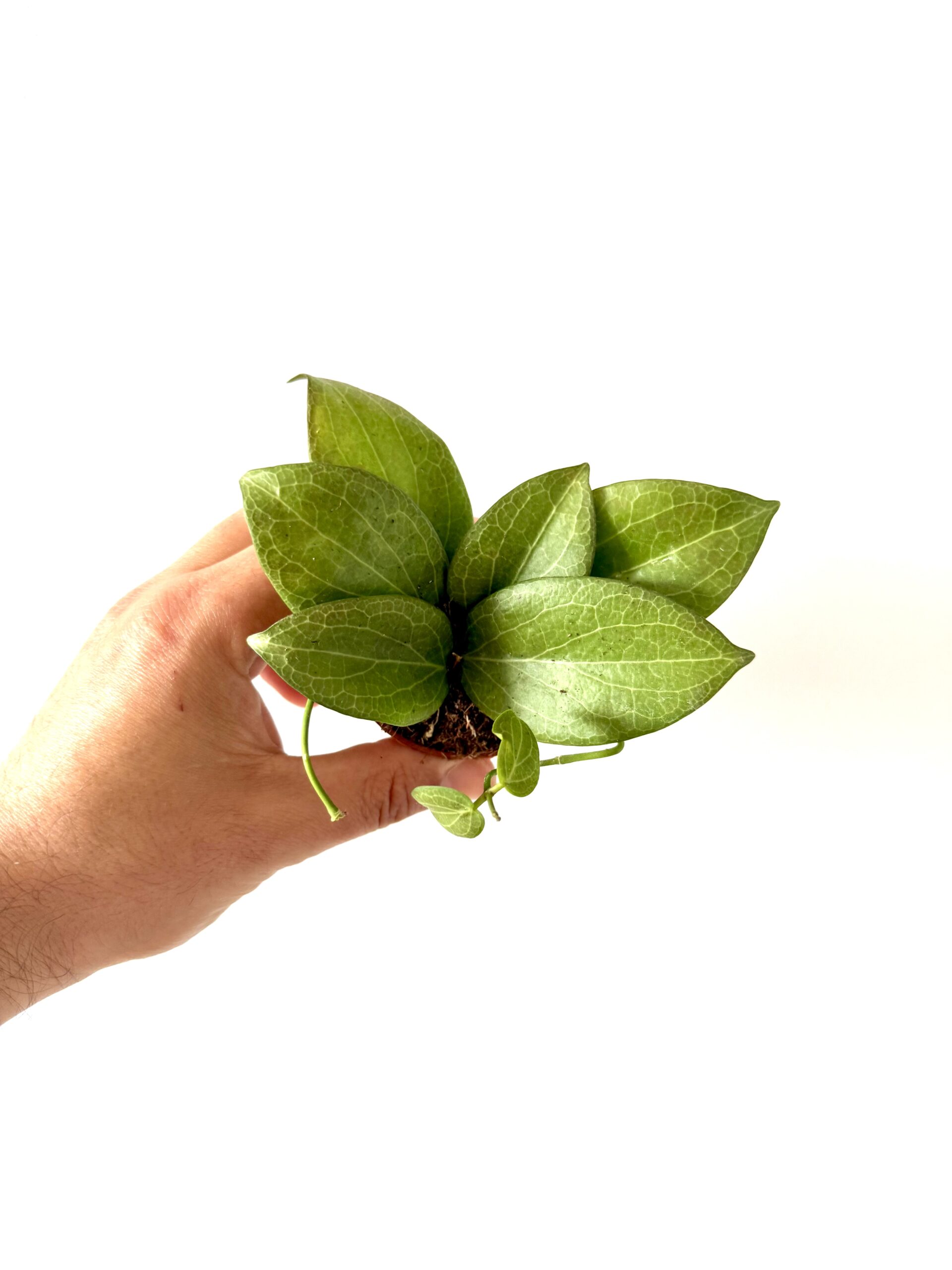 Hoya Fitchii - Imagen 3