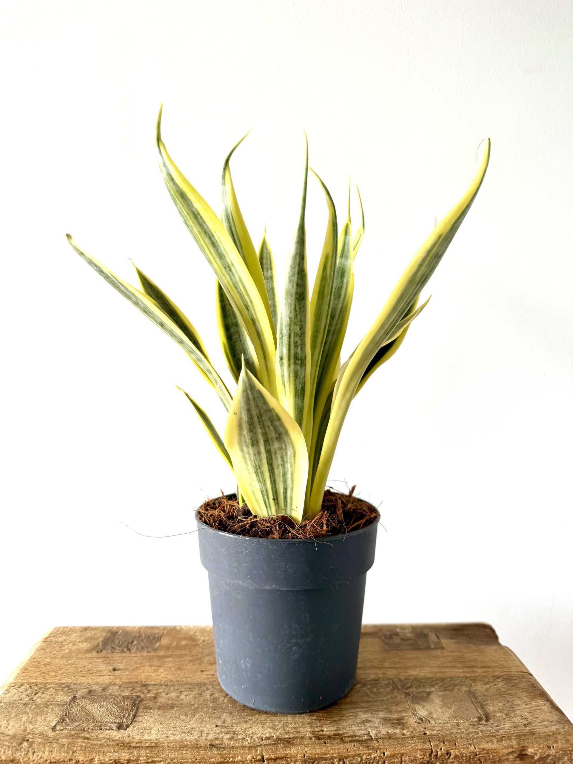 Sansevieria ‘Dorado’ - Imagen 2