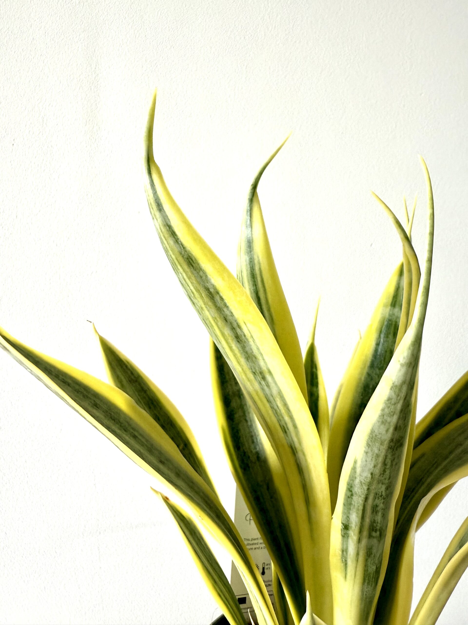 Sansevieria ‘Dorado’