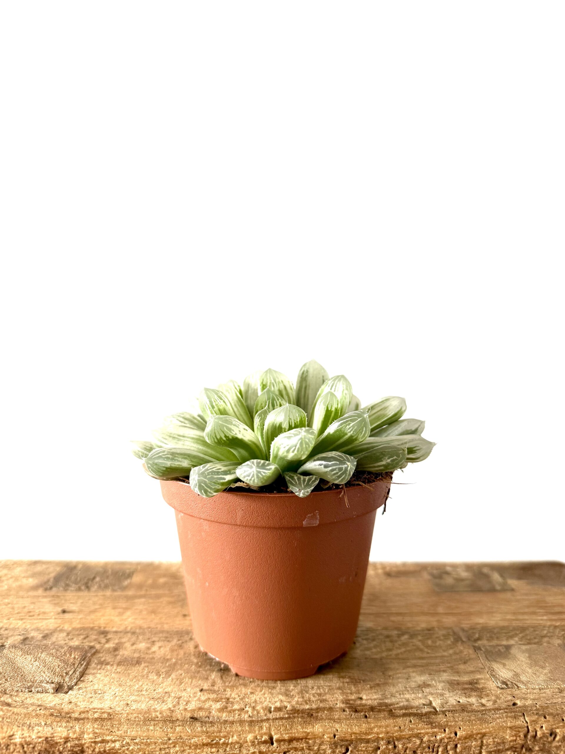 Haworthia variegada - Imagen 2