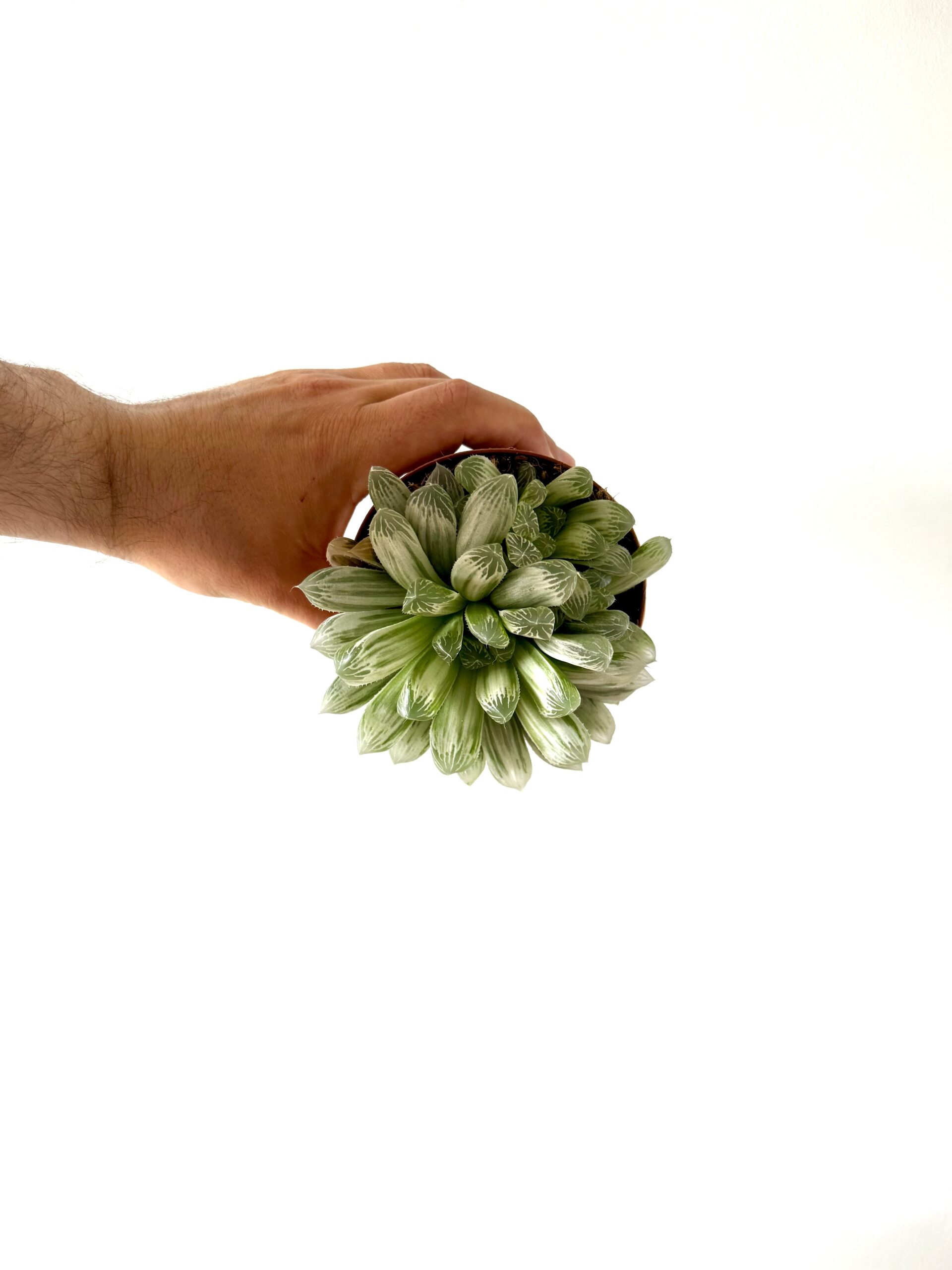 Haworthia variegada