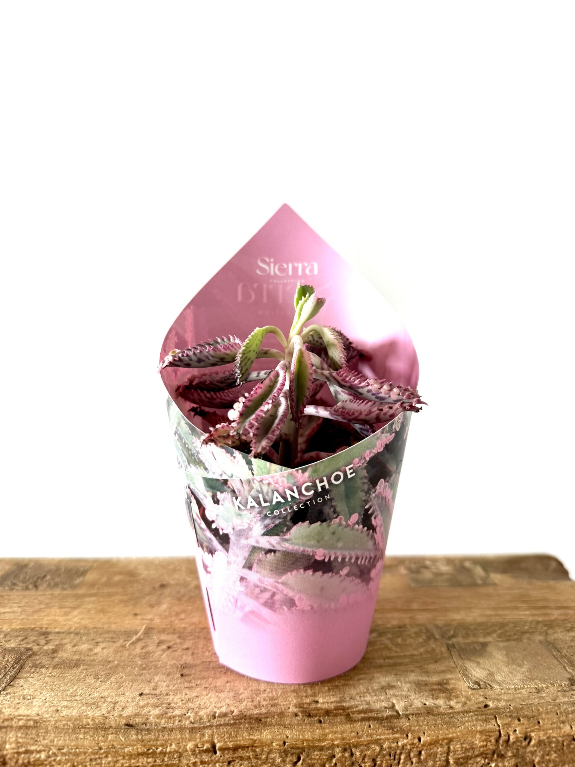 Kalanchoe ‘Pink Butterflies’ - Imagen 2