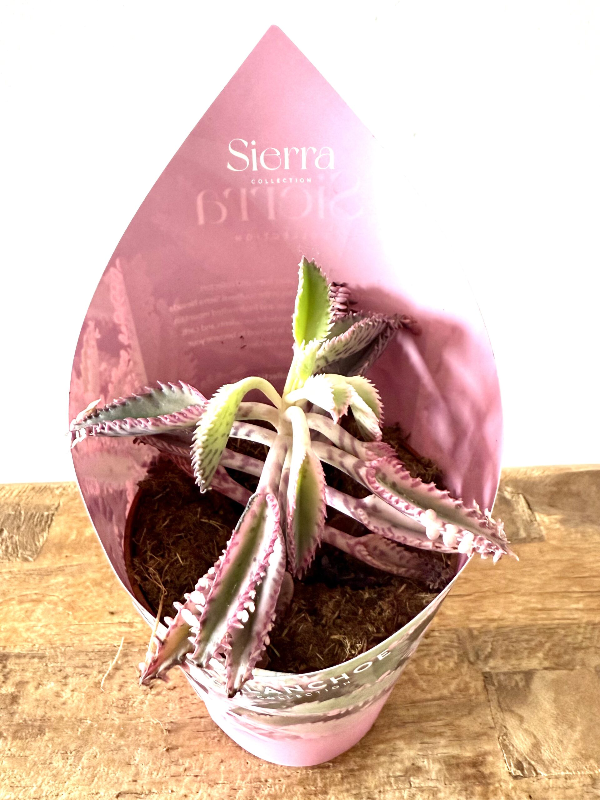 Kalanchoe ‘Pink Butterflies’