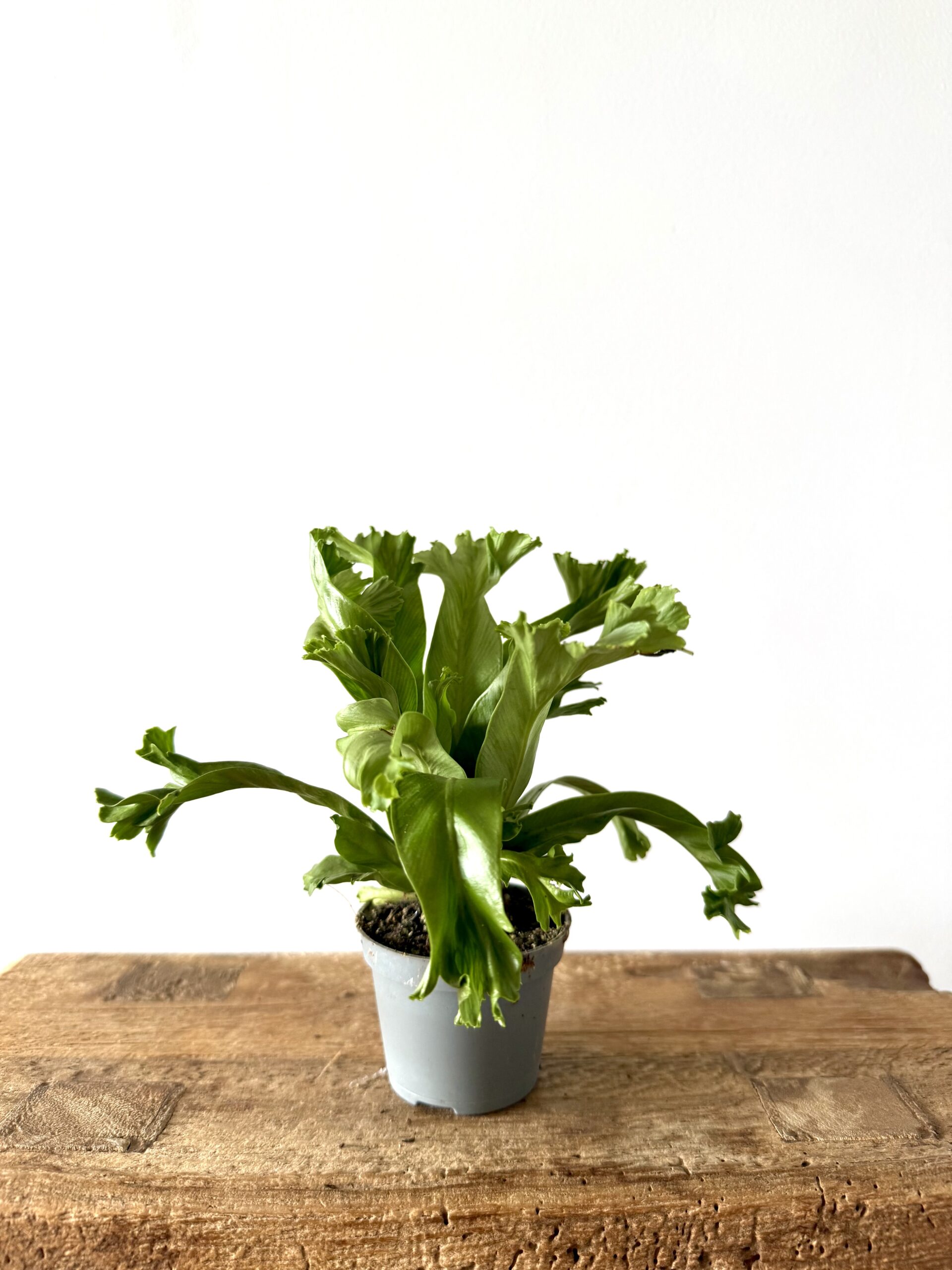 Asplenium nidus