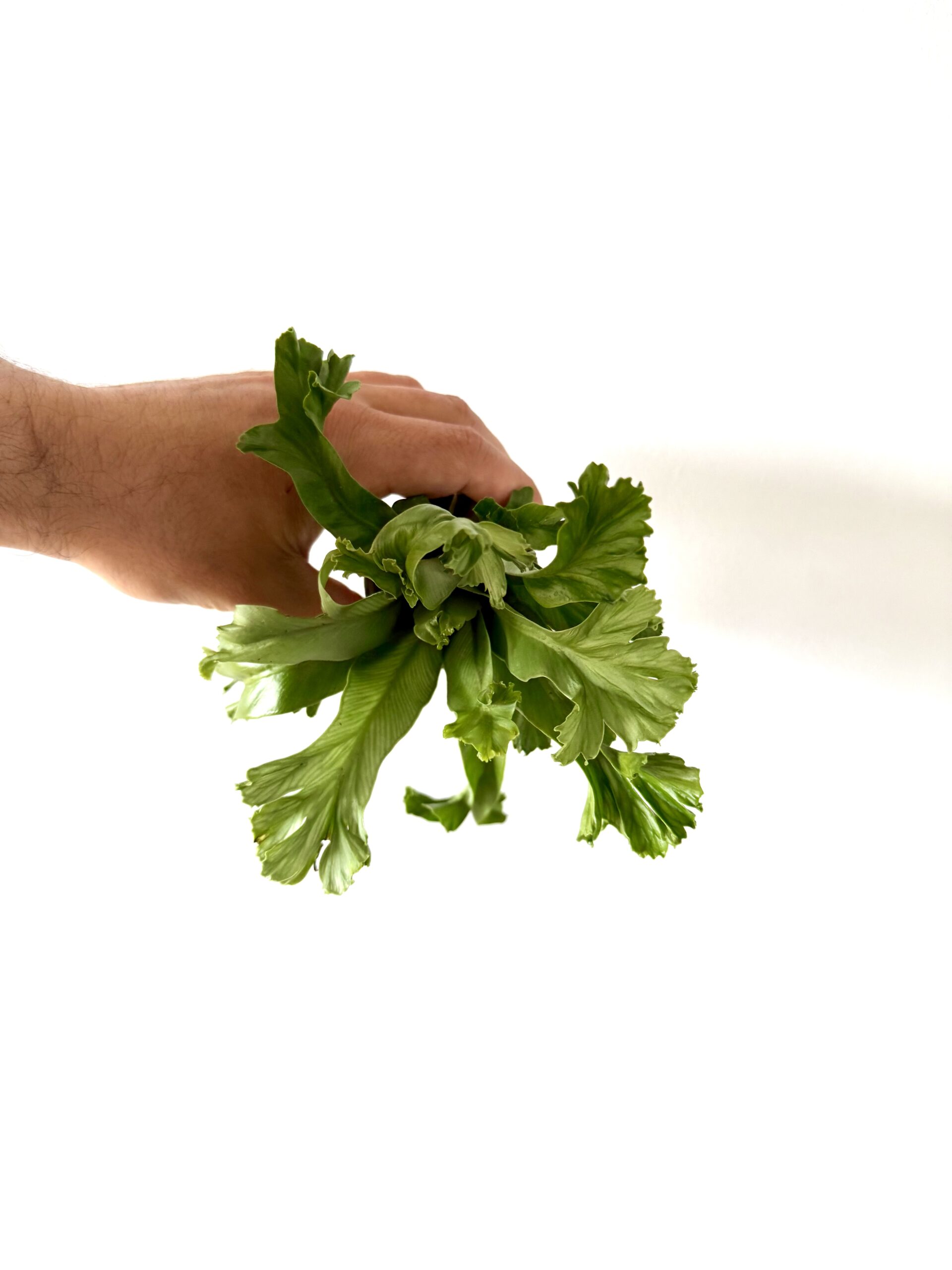 Asplenium nidus - Imagen 2