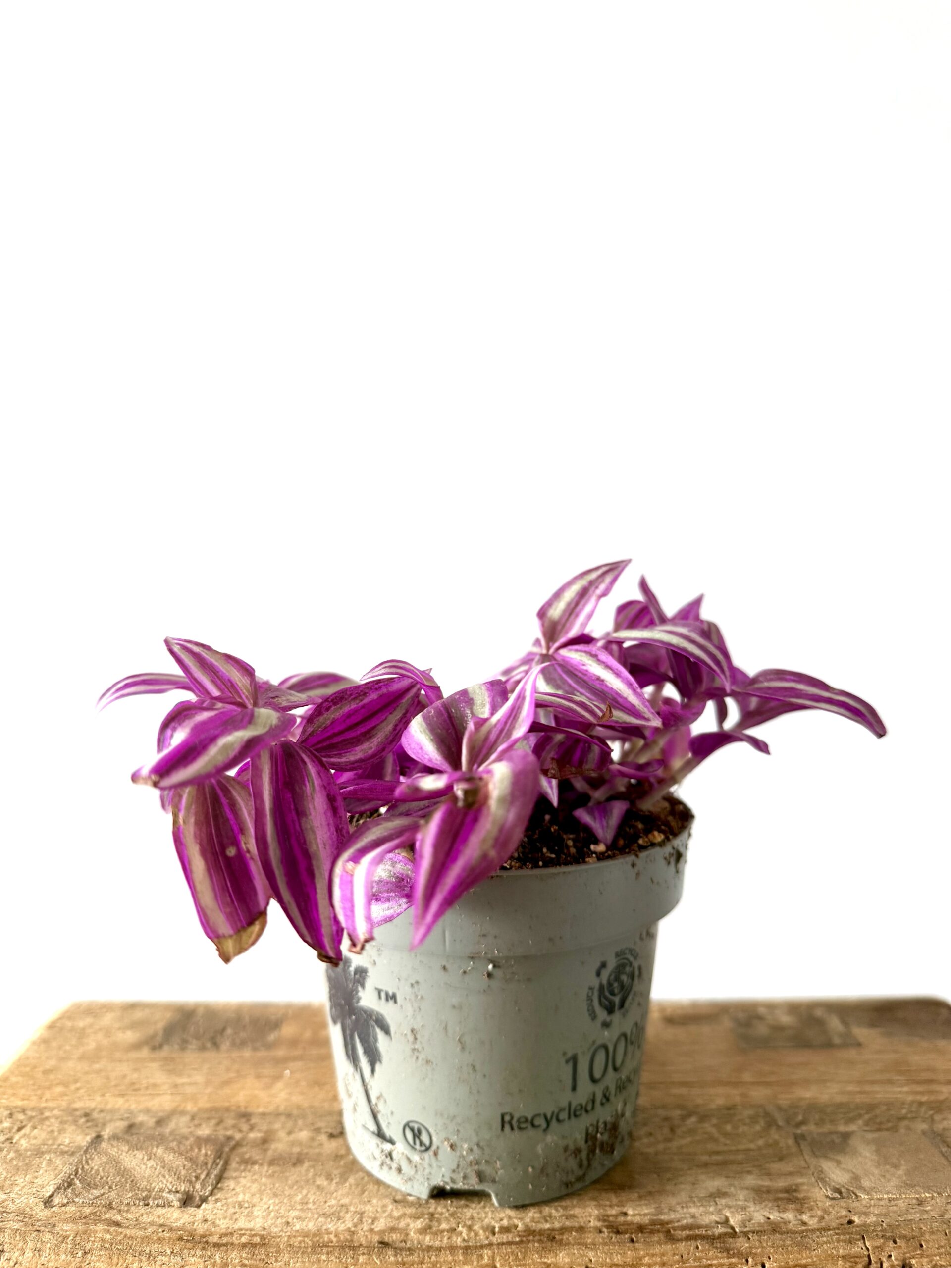 Tradescantia pink paradise - Imagen 3