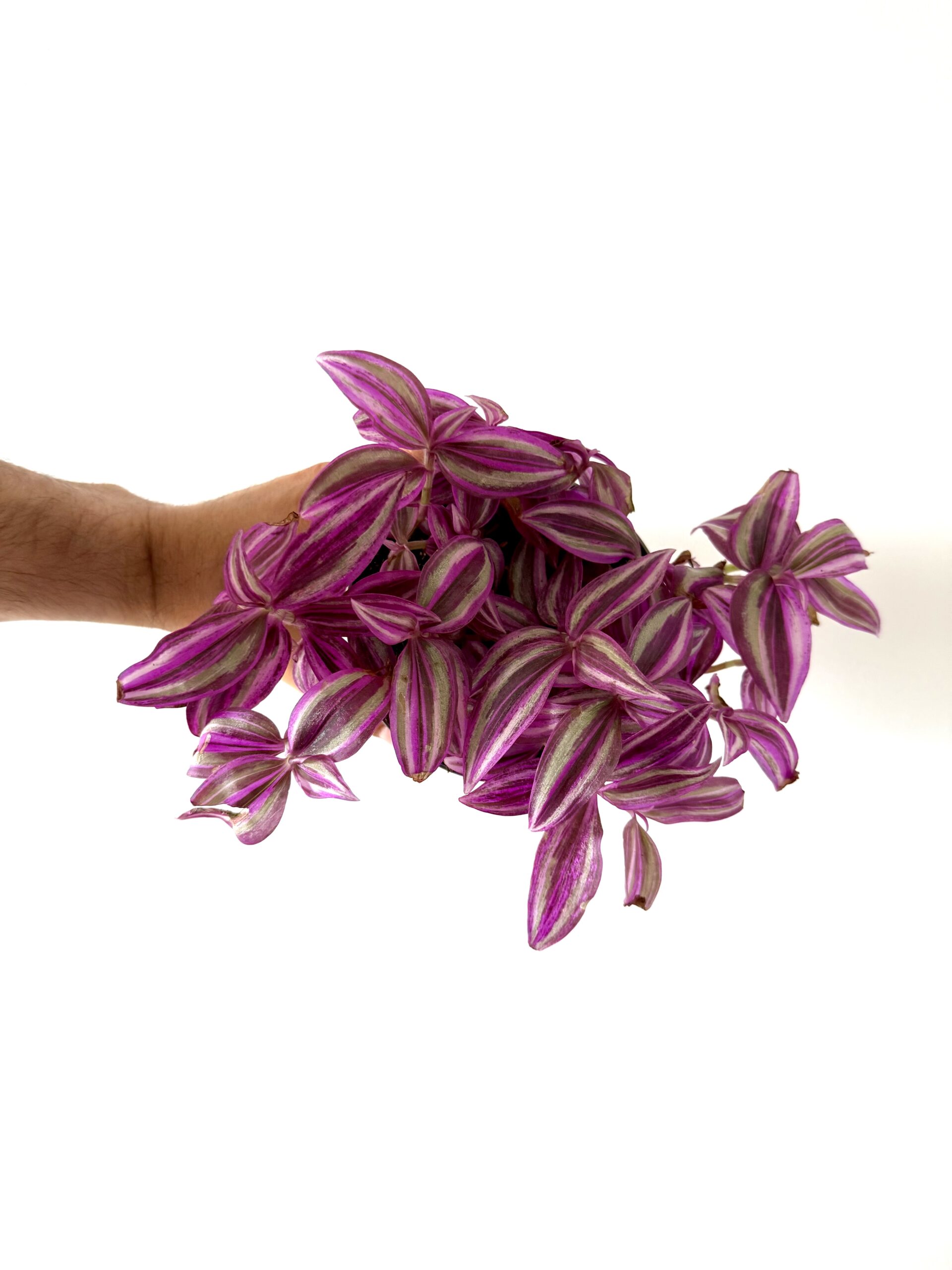 Tradescantia pink paradise