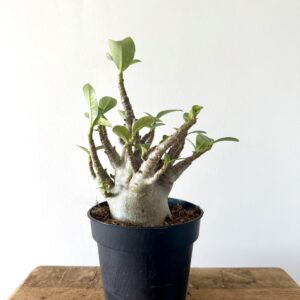 Adenium Ansu Baobab