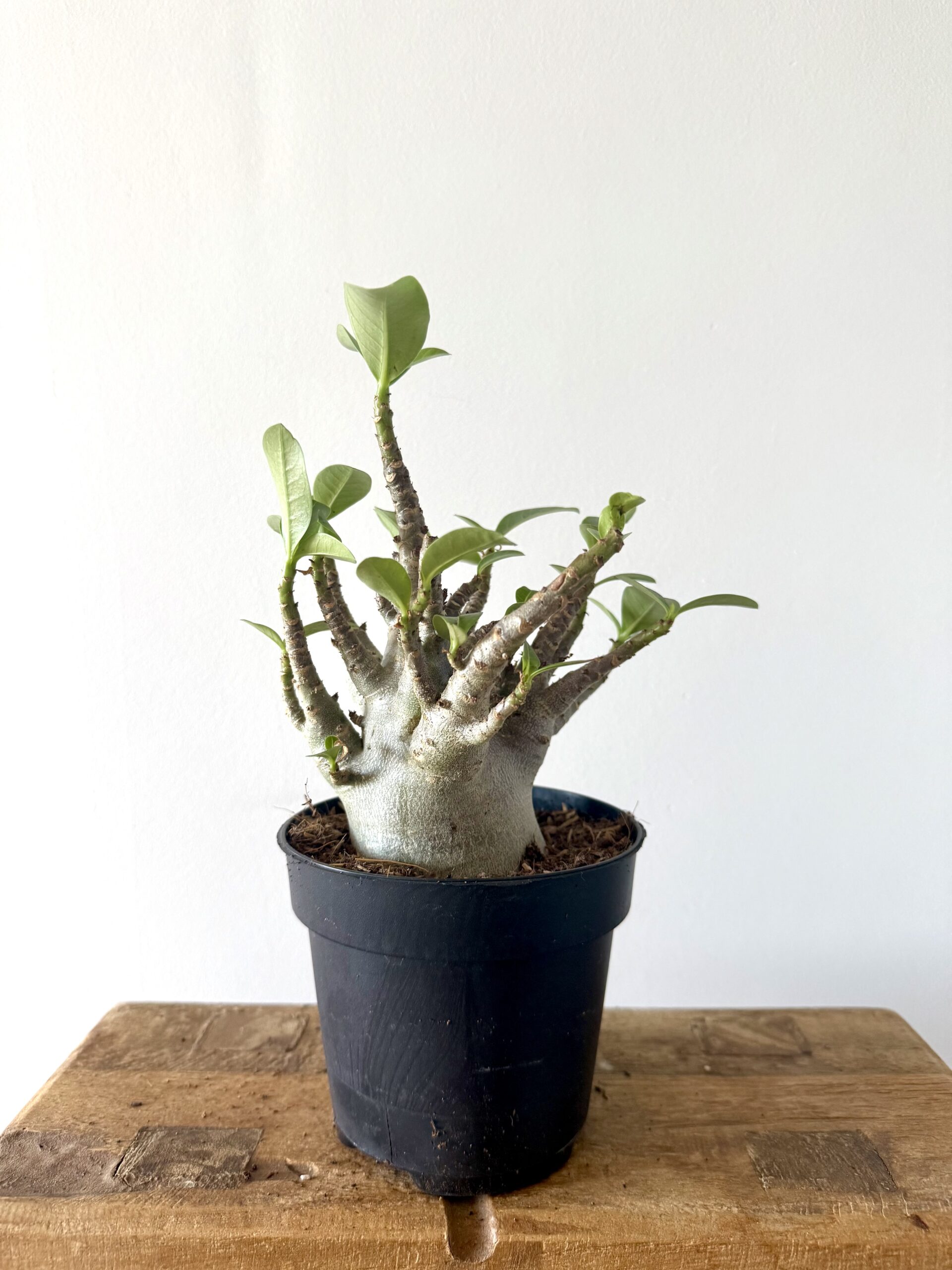 Adenium Ansu Baobab