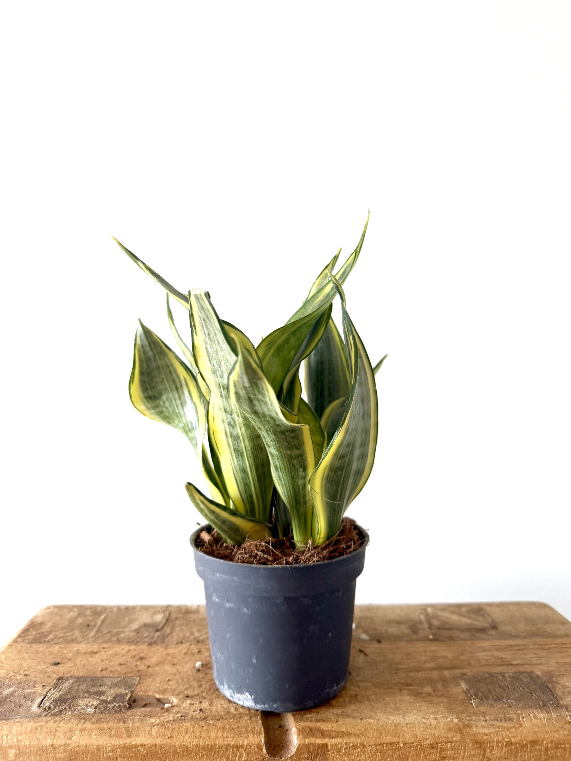 Sansevieria trifasciata Hi Color