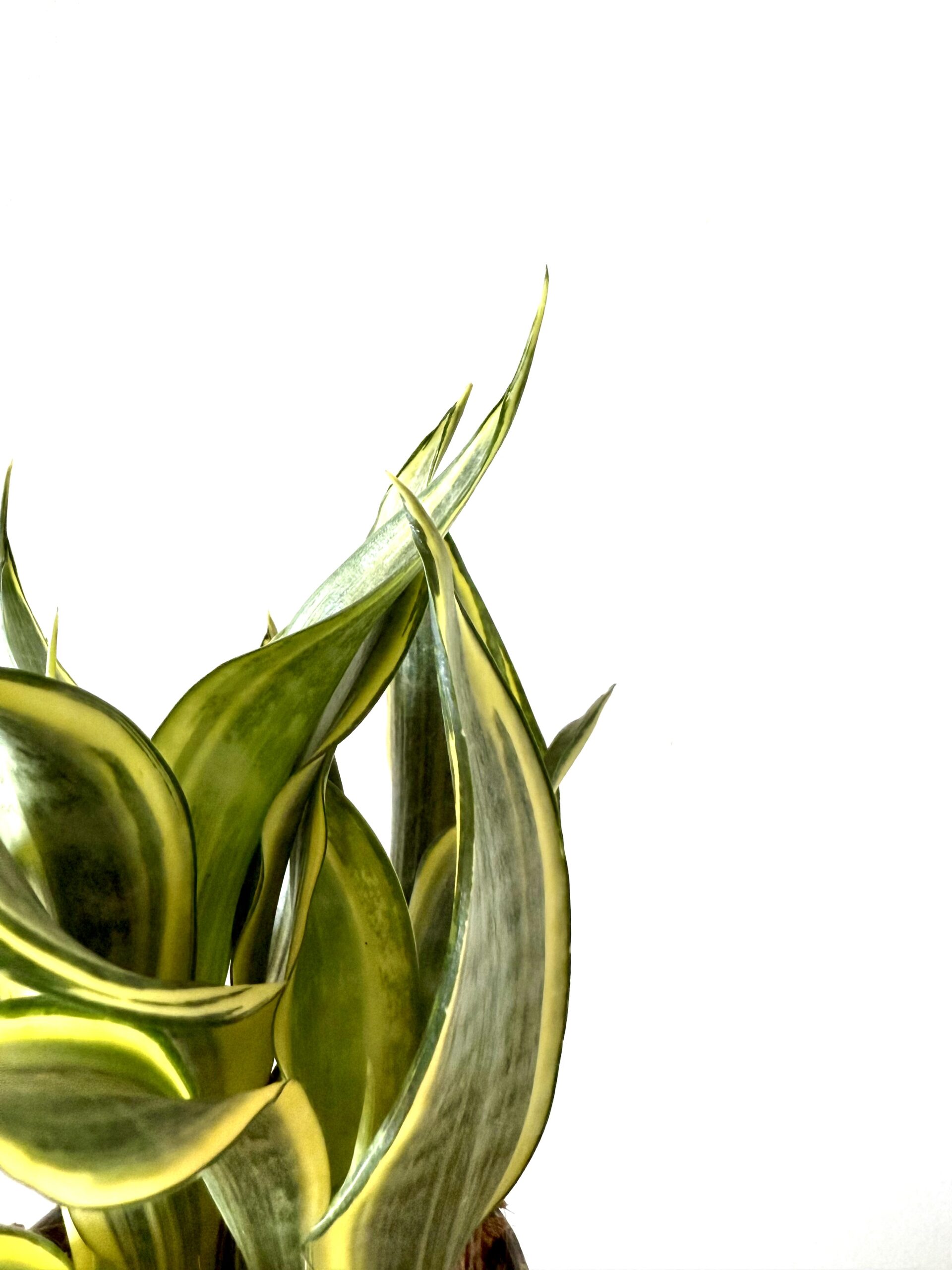 Sansevieria trifasciata Hi Color - Imagen 2