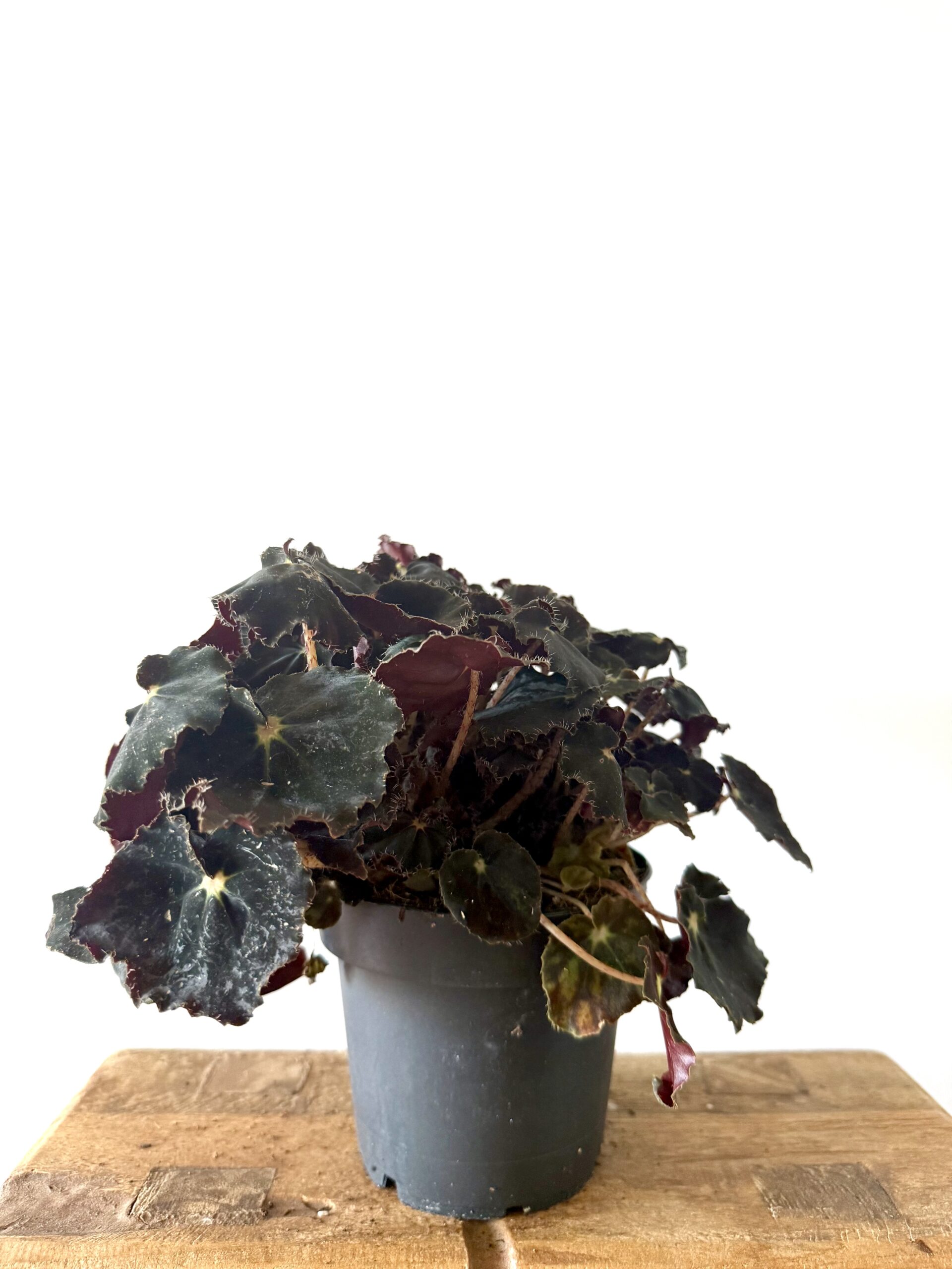 NatureHolic Begonia Rex Dark Mambo – Schwarze Blattschmuck-Begonie Mit Samt & Metallischem Schimmer, 10cm Im 6cm Topf